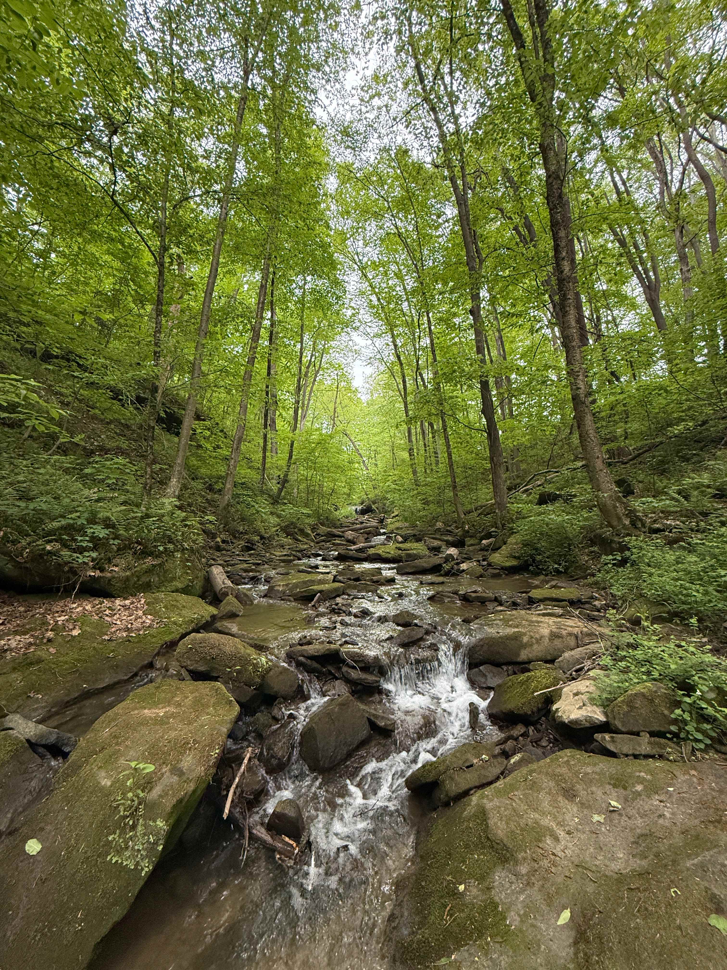 River Hills Above the Allegheny