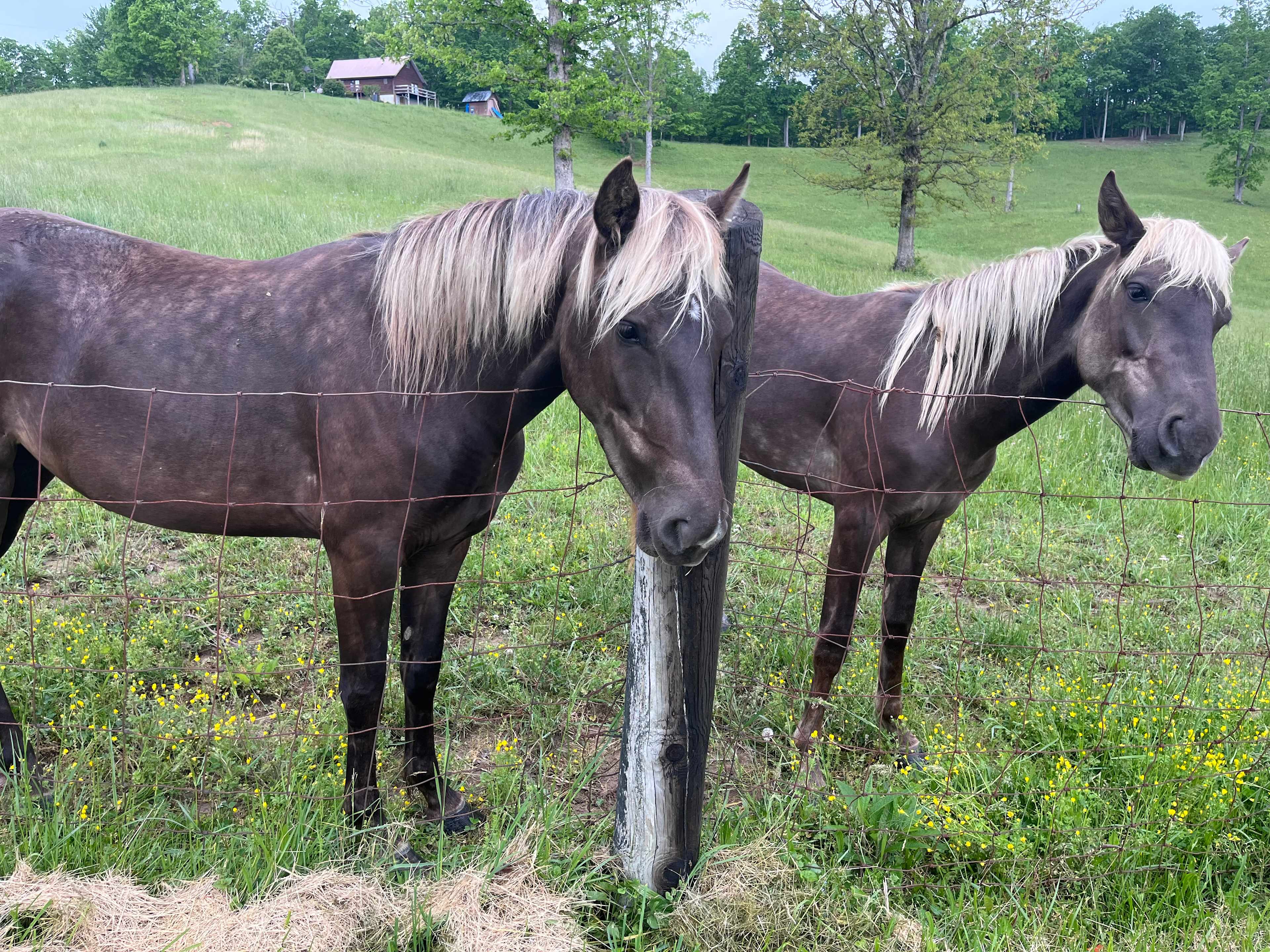 Horses
