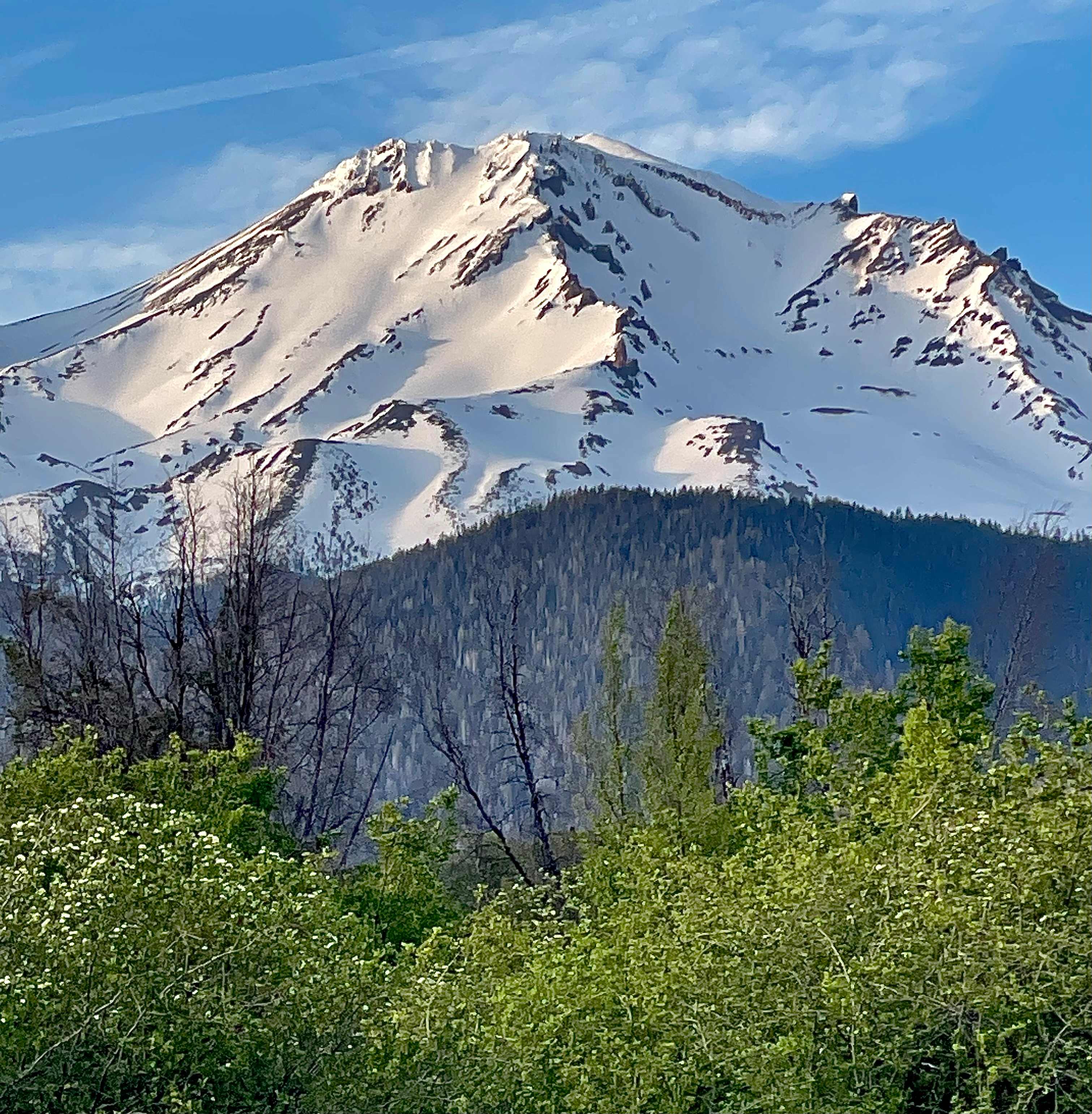 View of Shasta from the garden