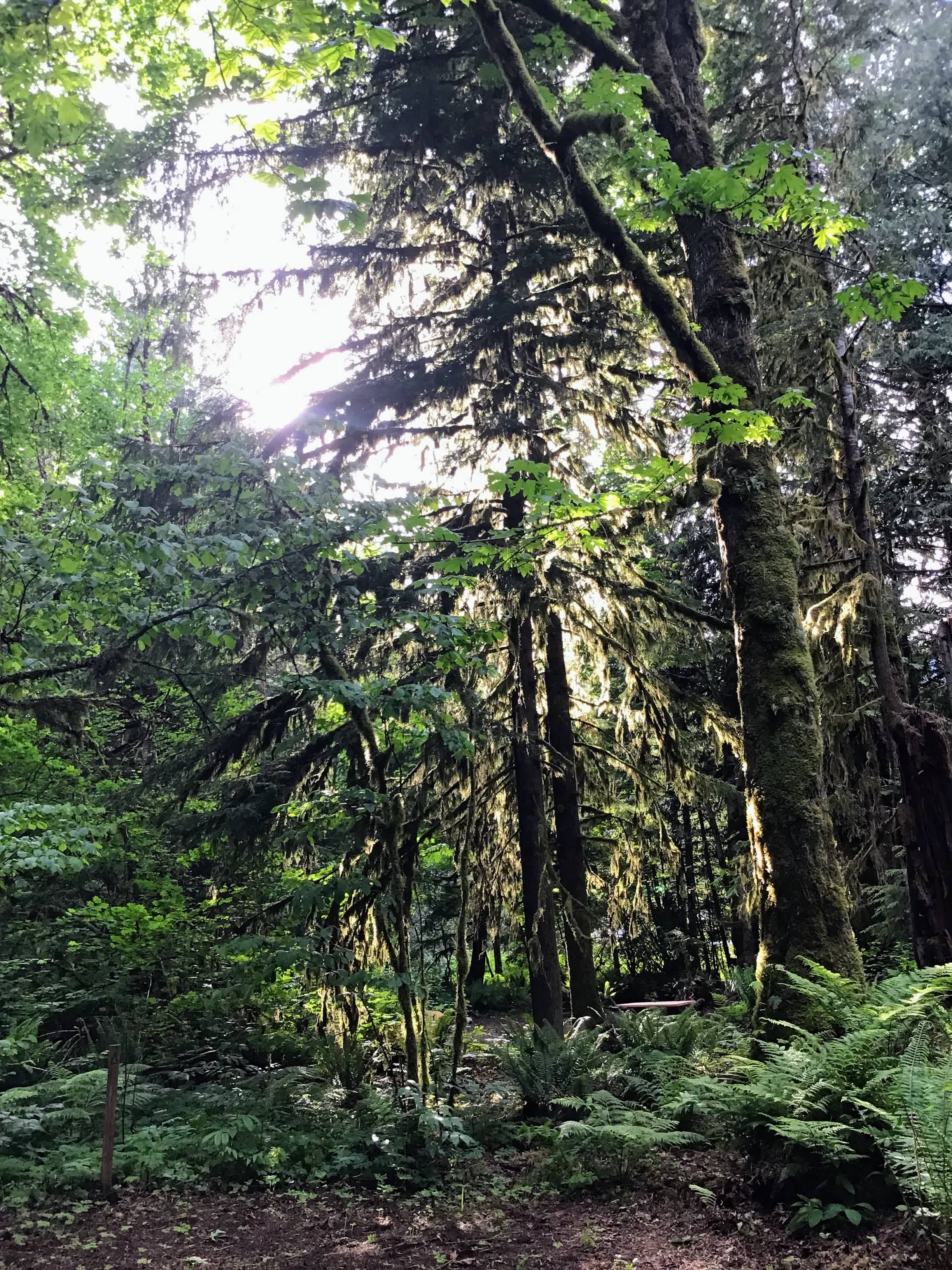 Hideaway cedars campground