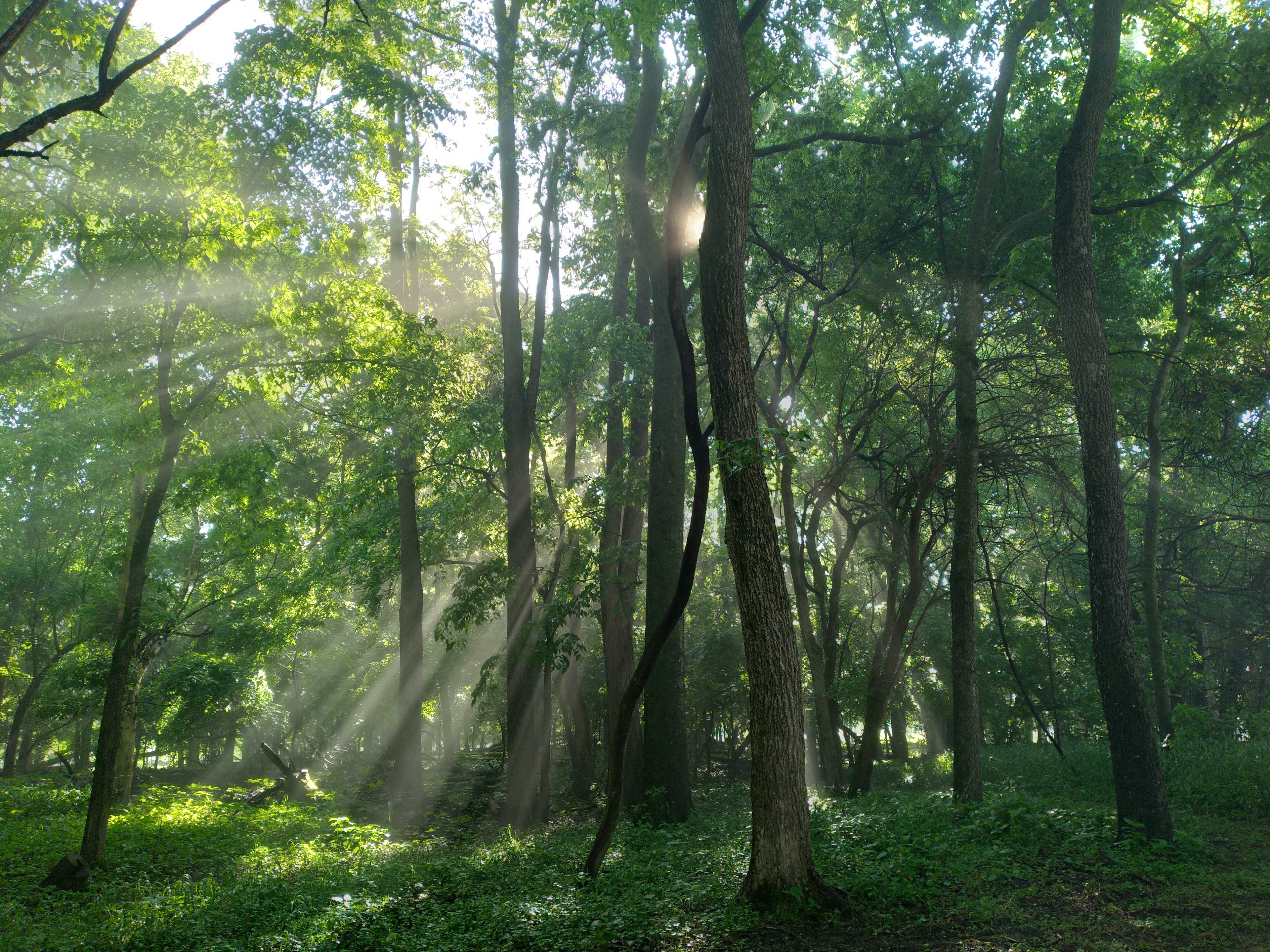 Beautiful morning in the grove