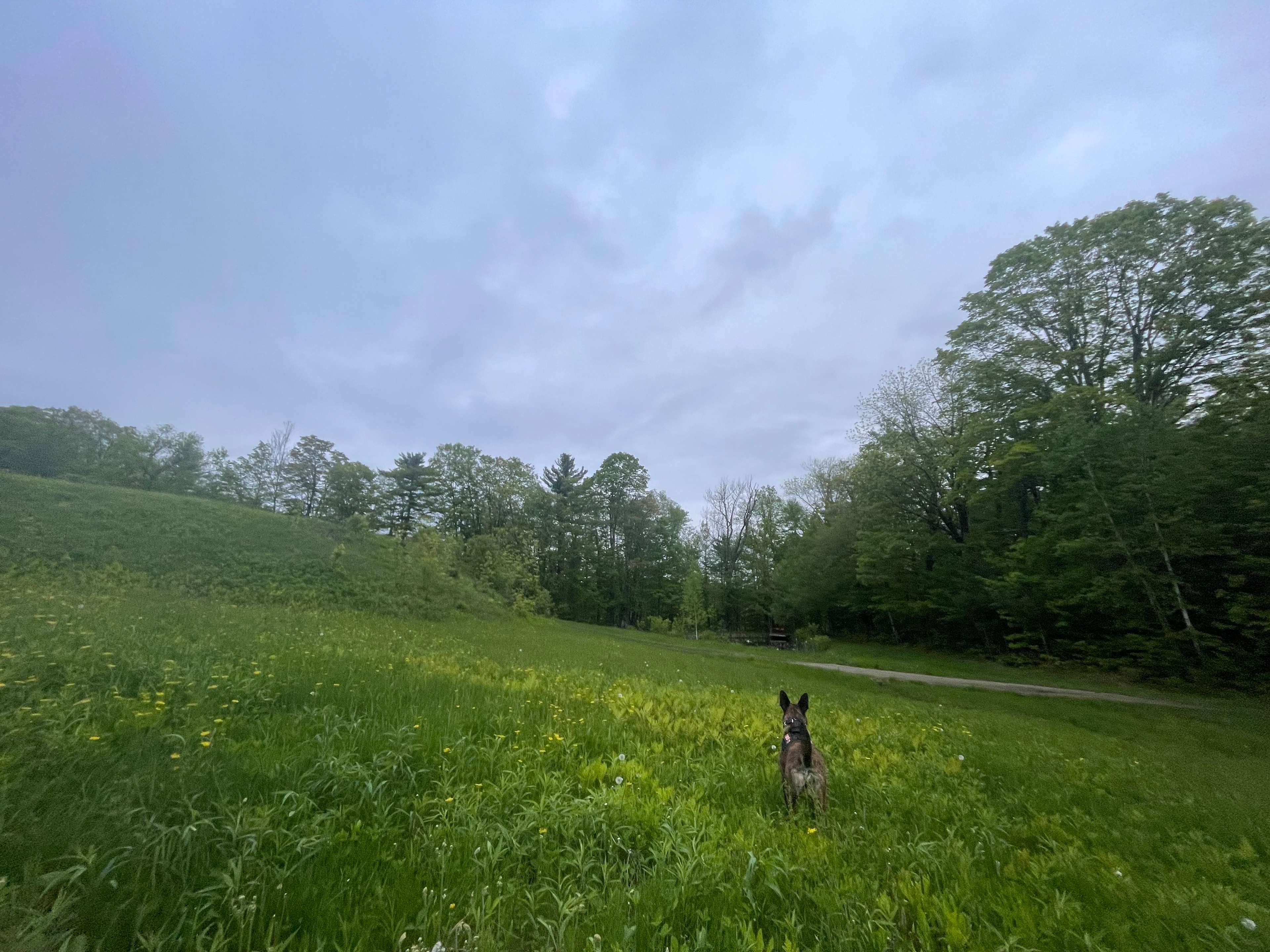 Baby’s first meadow :)