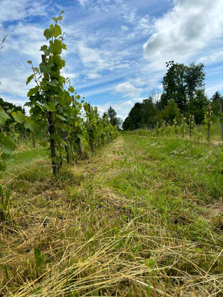 Vignoble et Domaine des Aromes