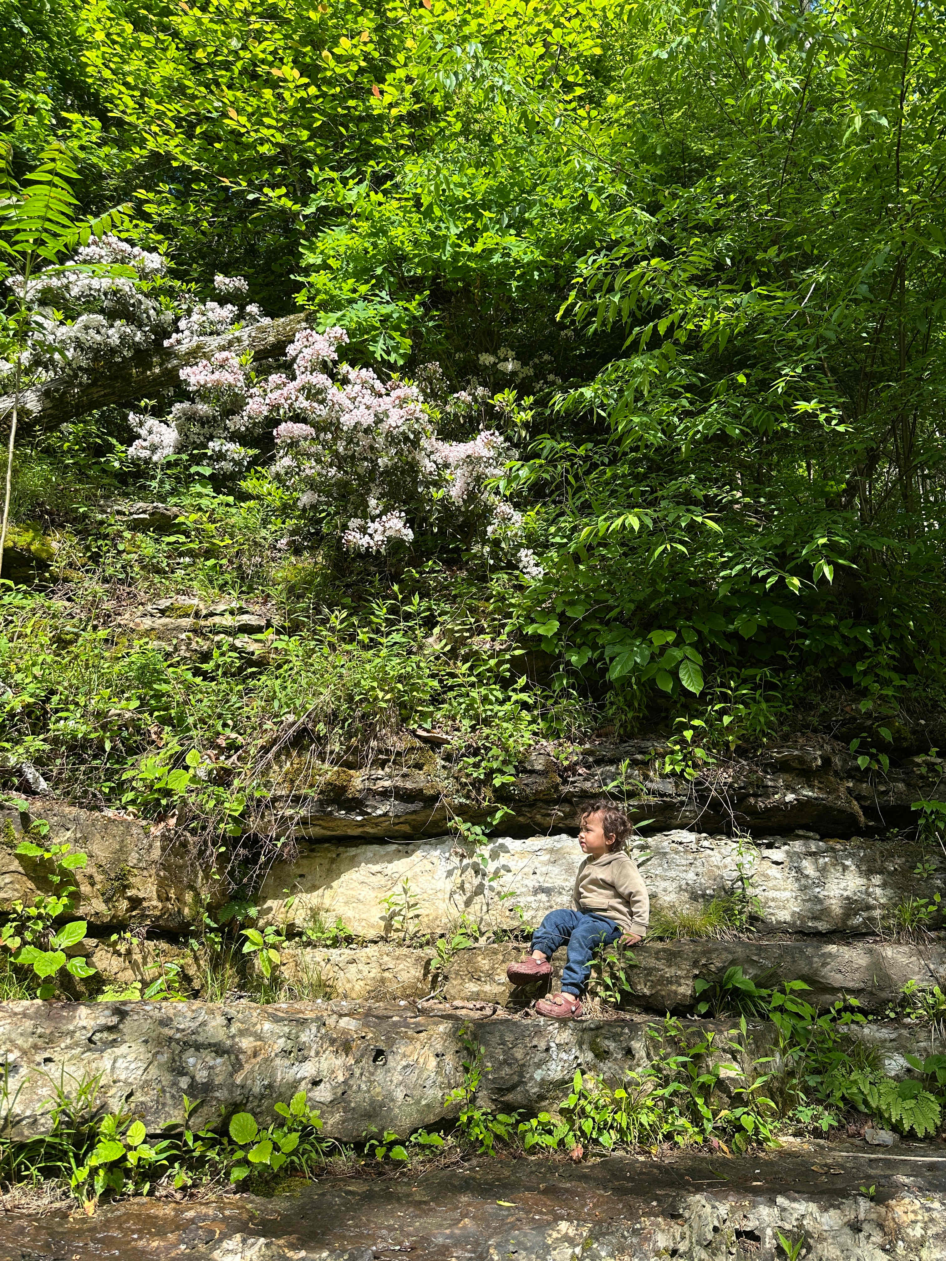 Waterloo Falls