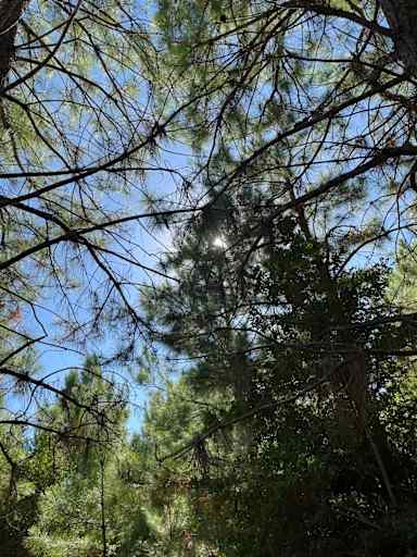 Lost Pines Private RV & Lake