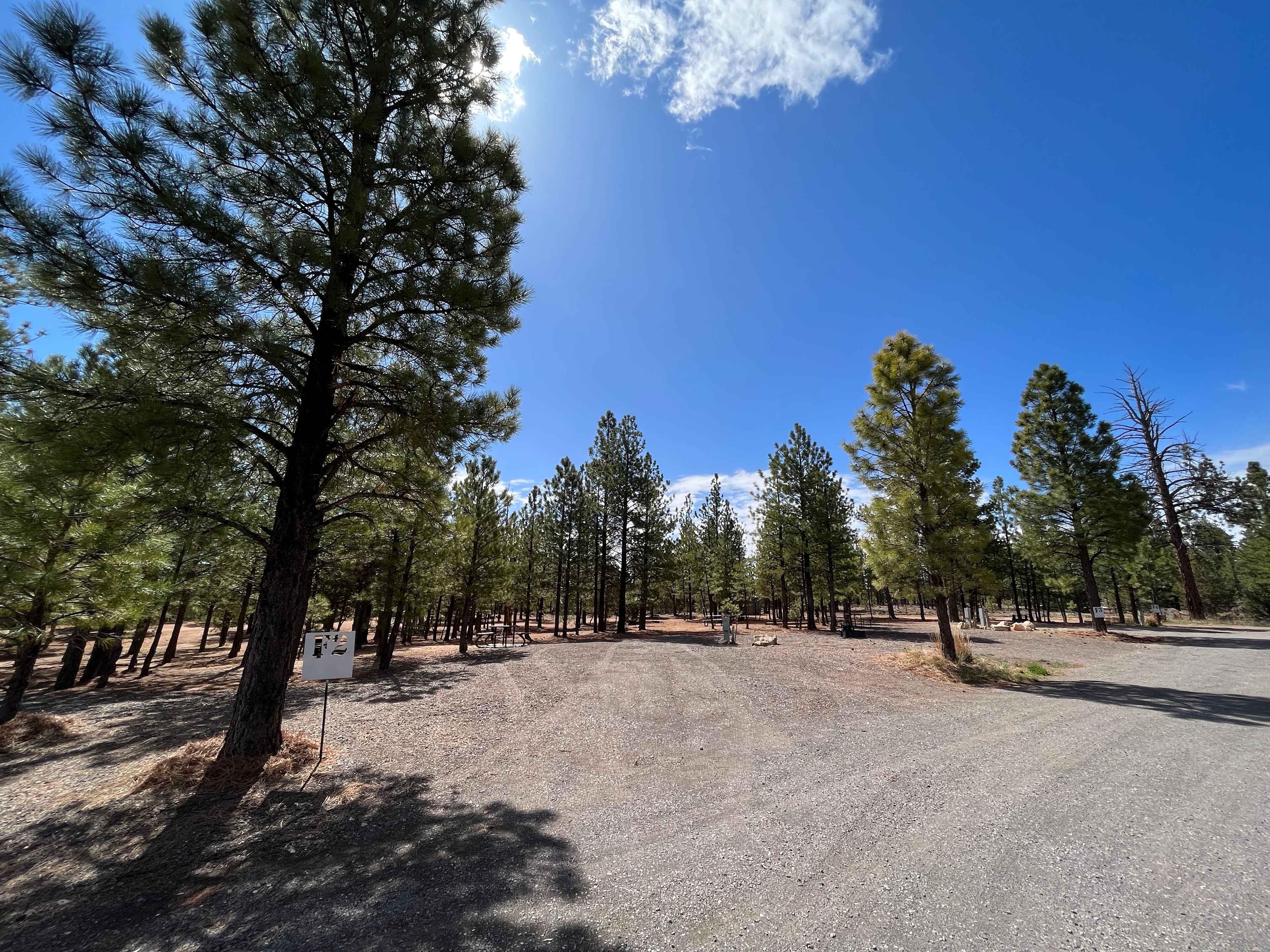 Bryce Canyon Pines