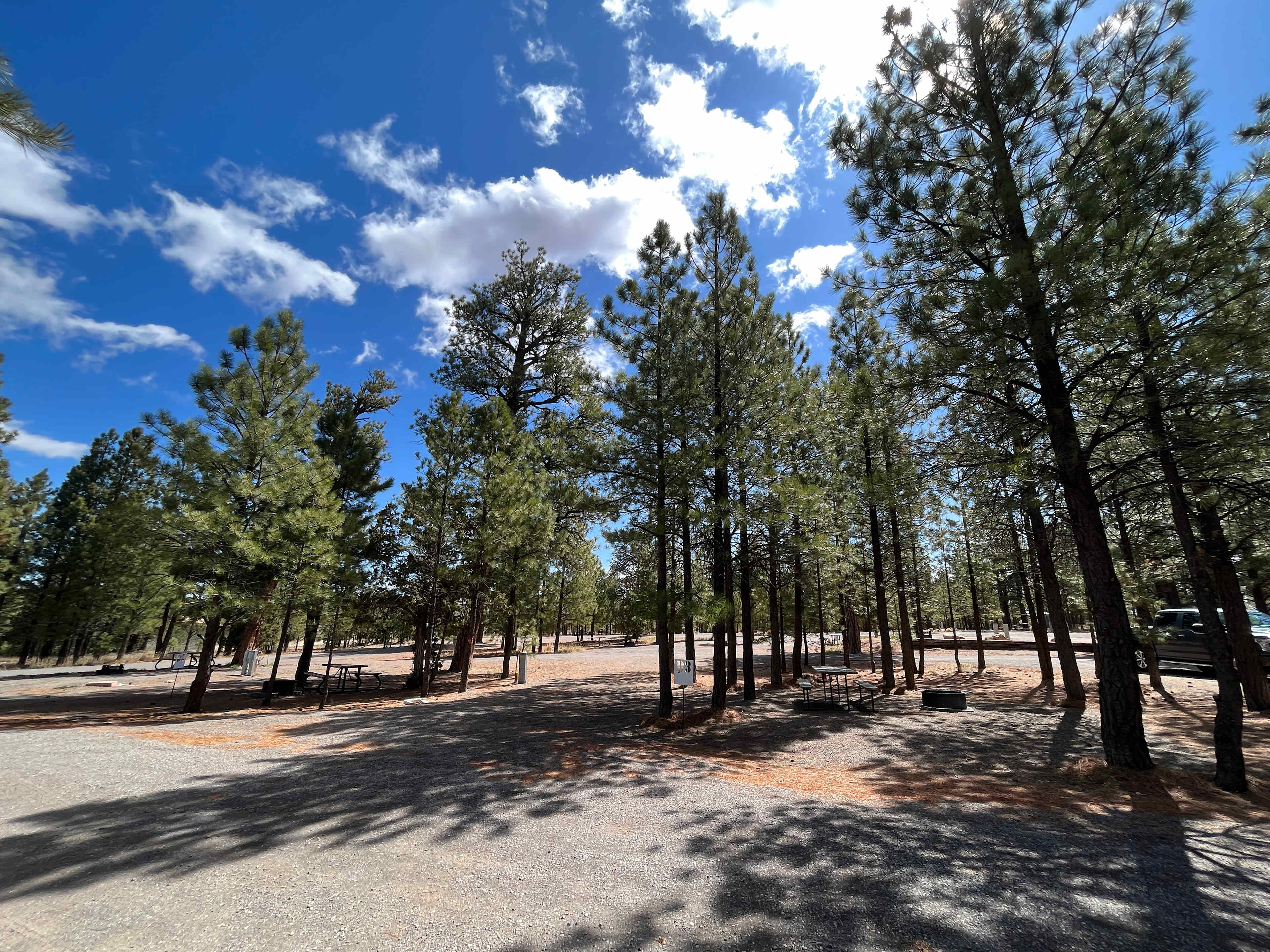 Bryce Canyon Pines