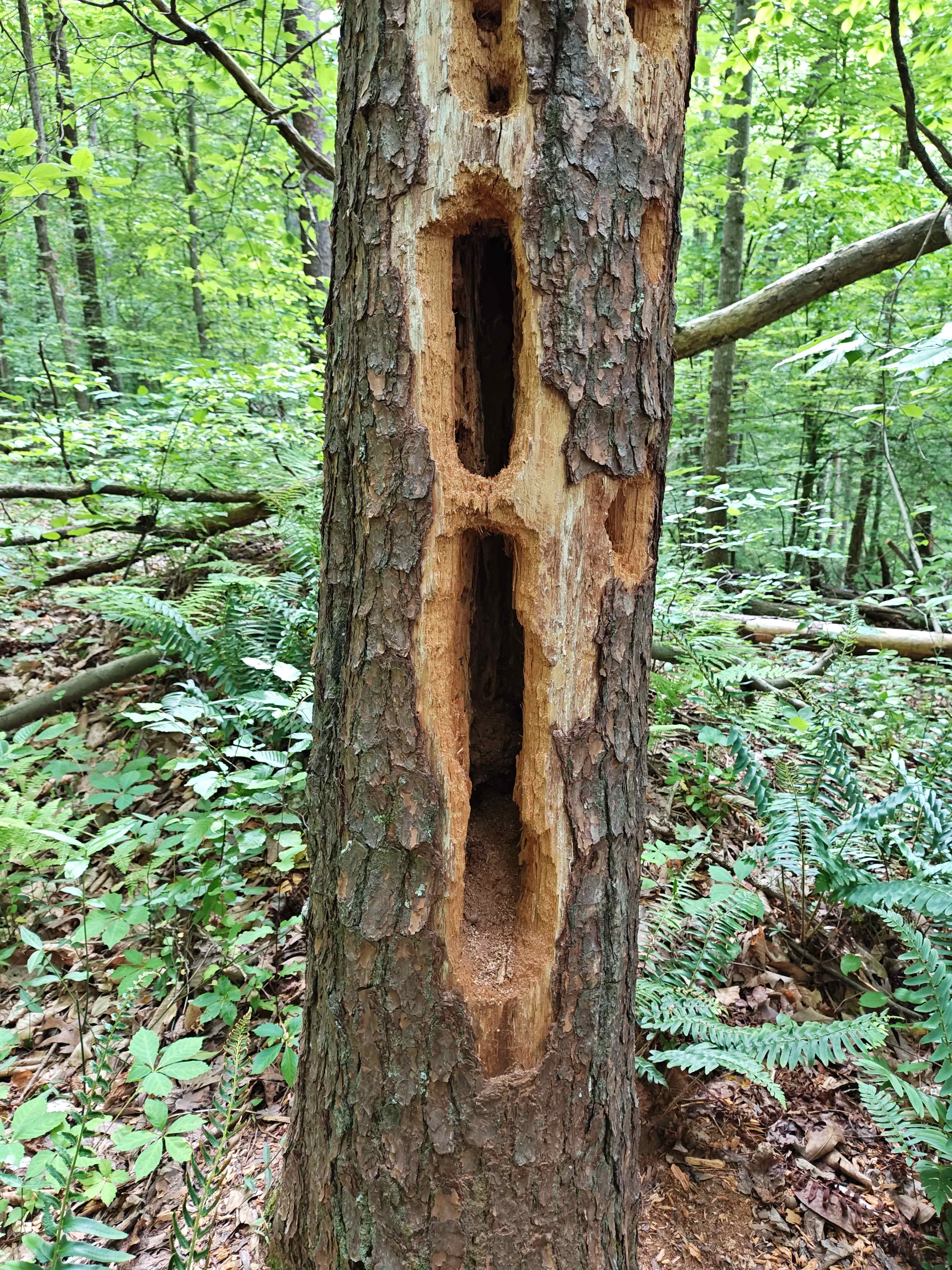 Phantom Hill Forest Retreats