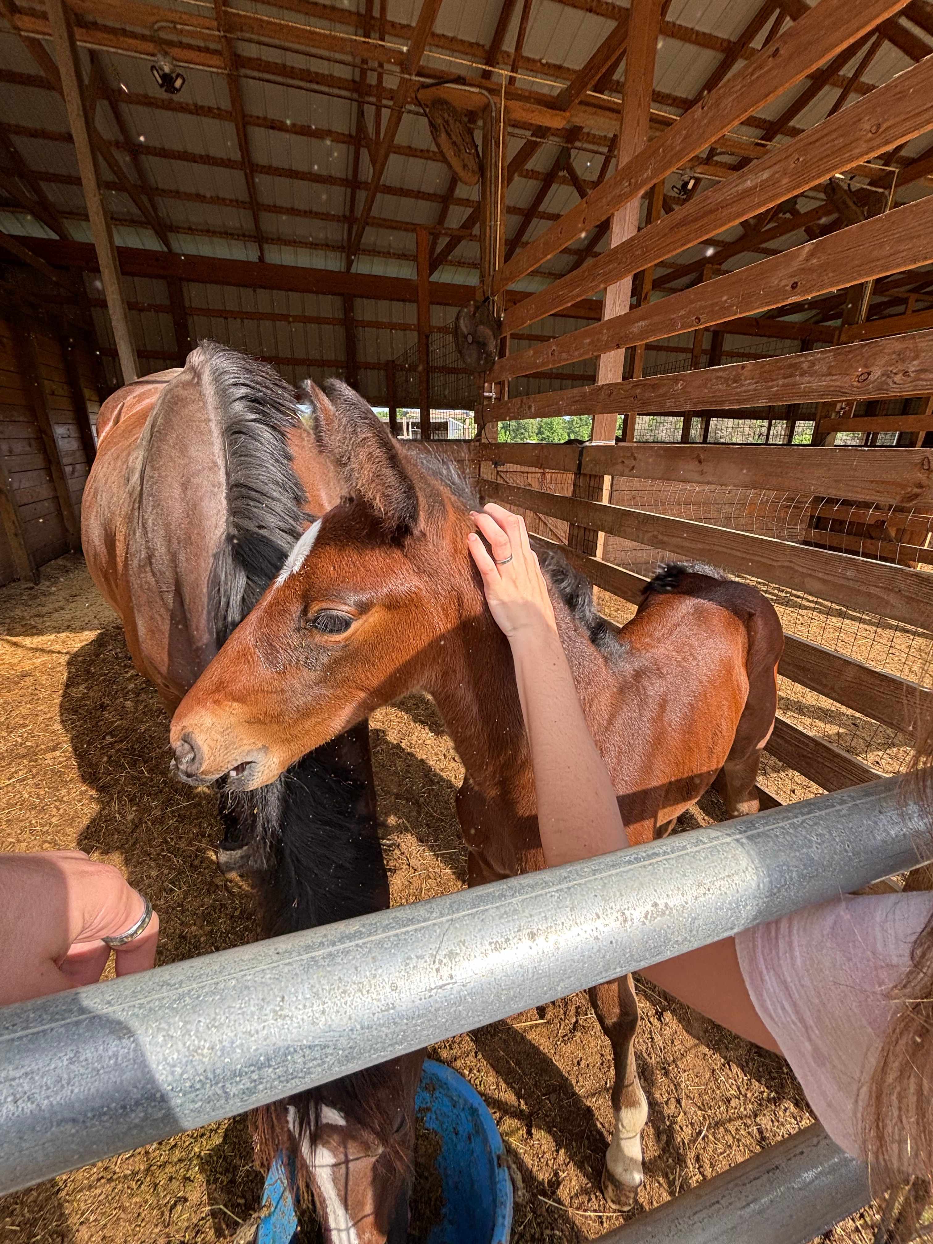 Second Chance Thoroughbreds