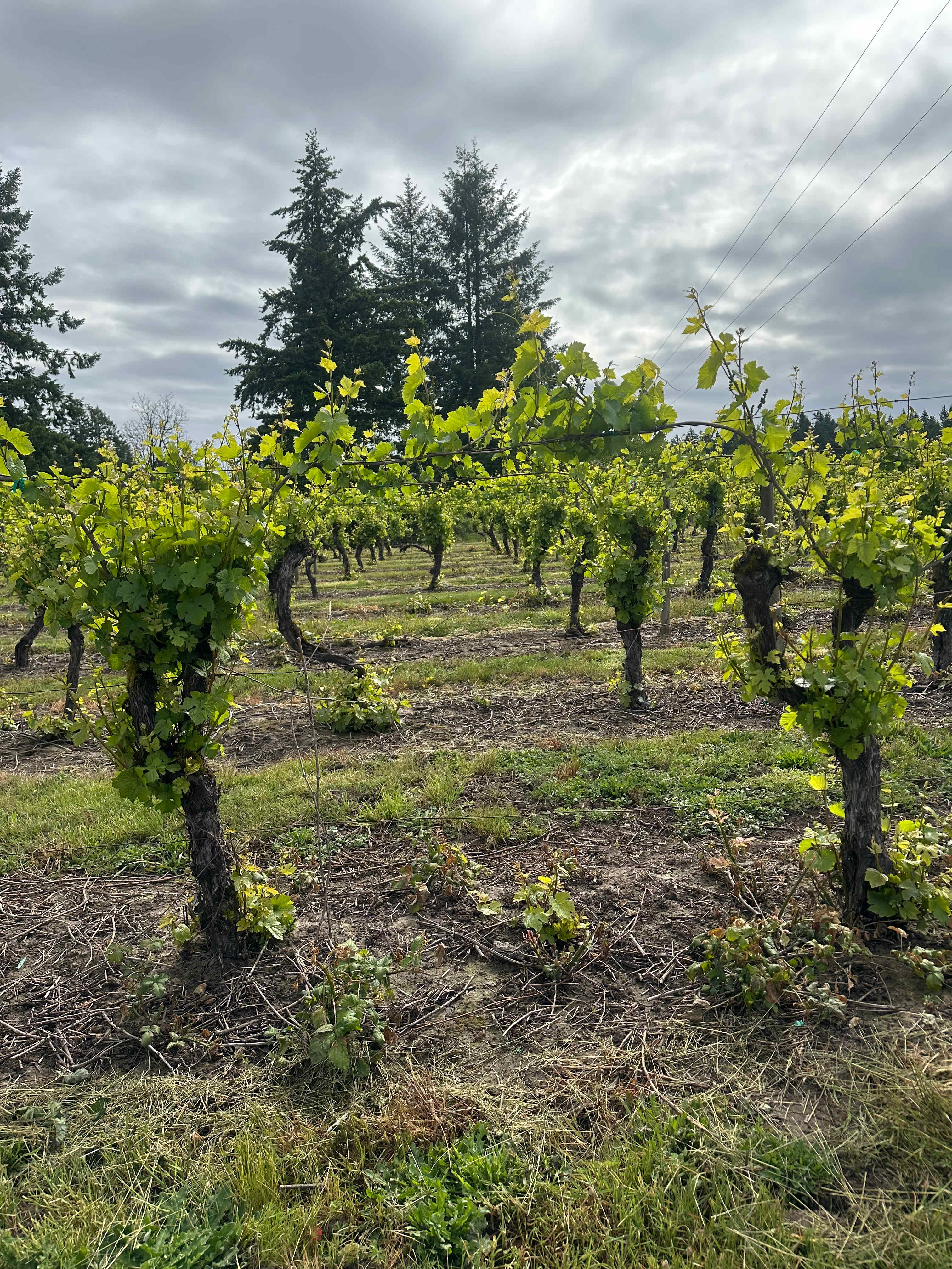 Dauenhauer Family Campground