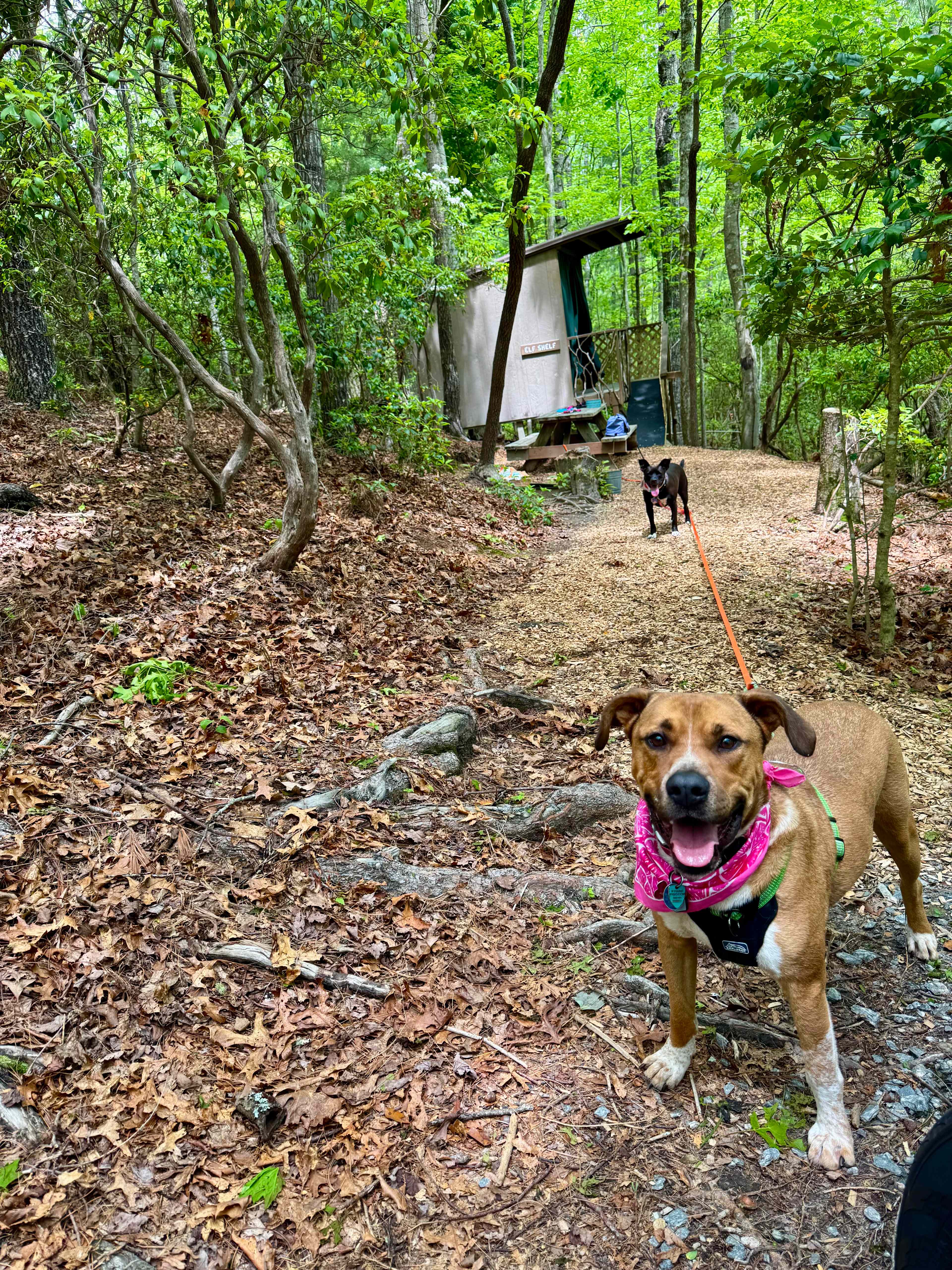Ash Grove Cabins and Camping