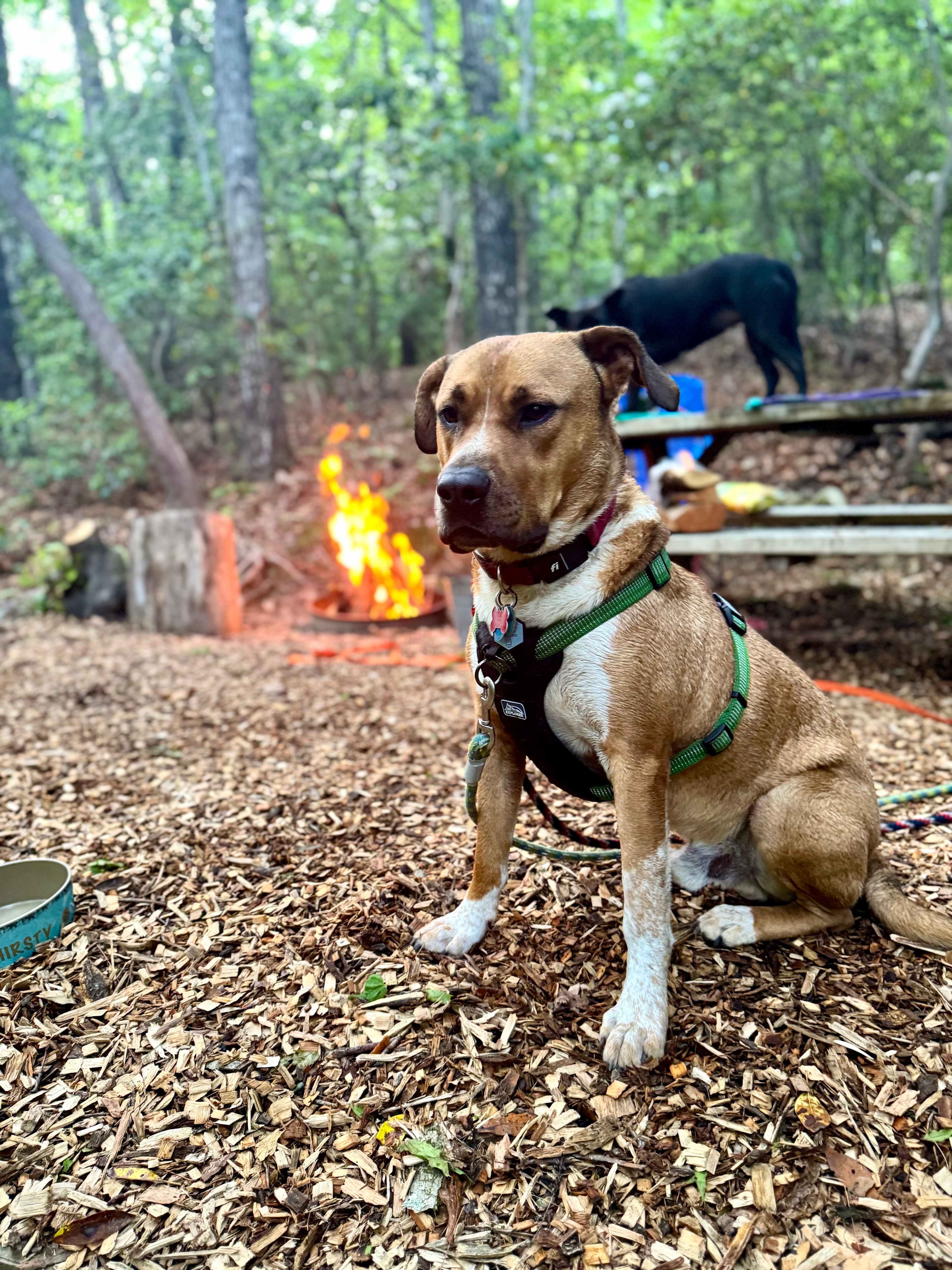 Ash Grove Cabins and Camping