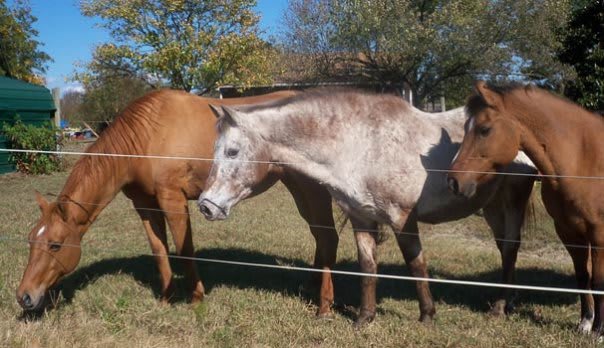 Trails End Campground and Trail Rides