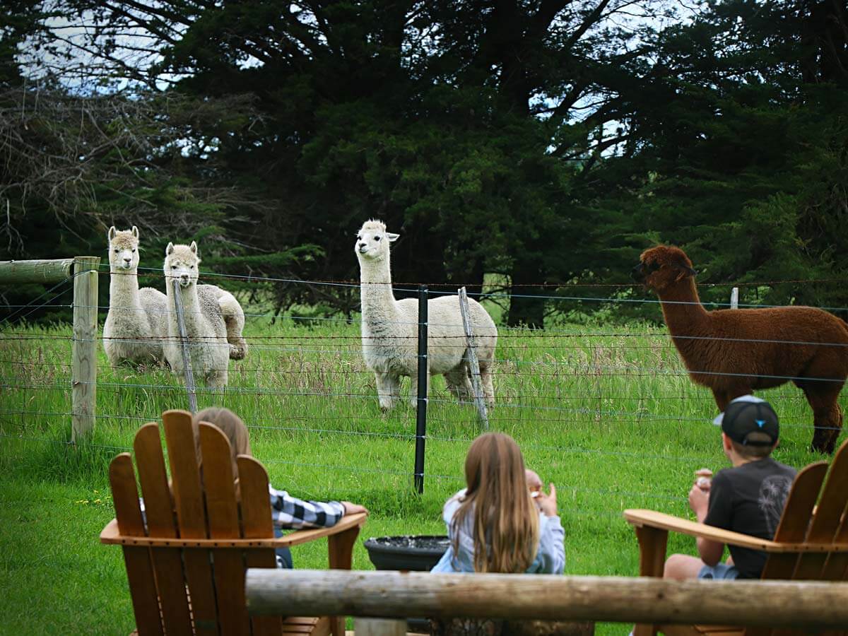 Pine Country Caravan Park