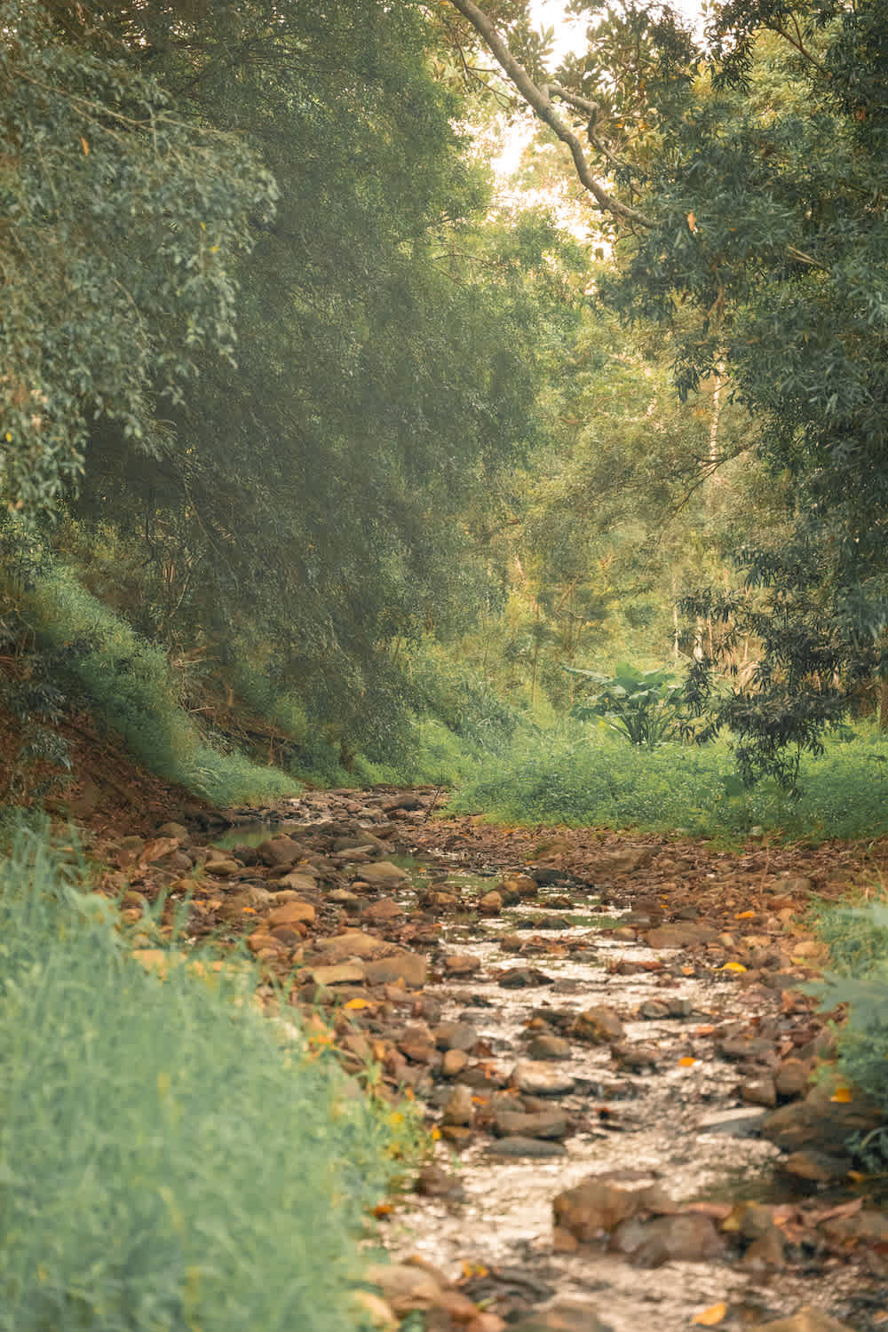 McKenzie Creek Campsite