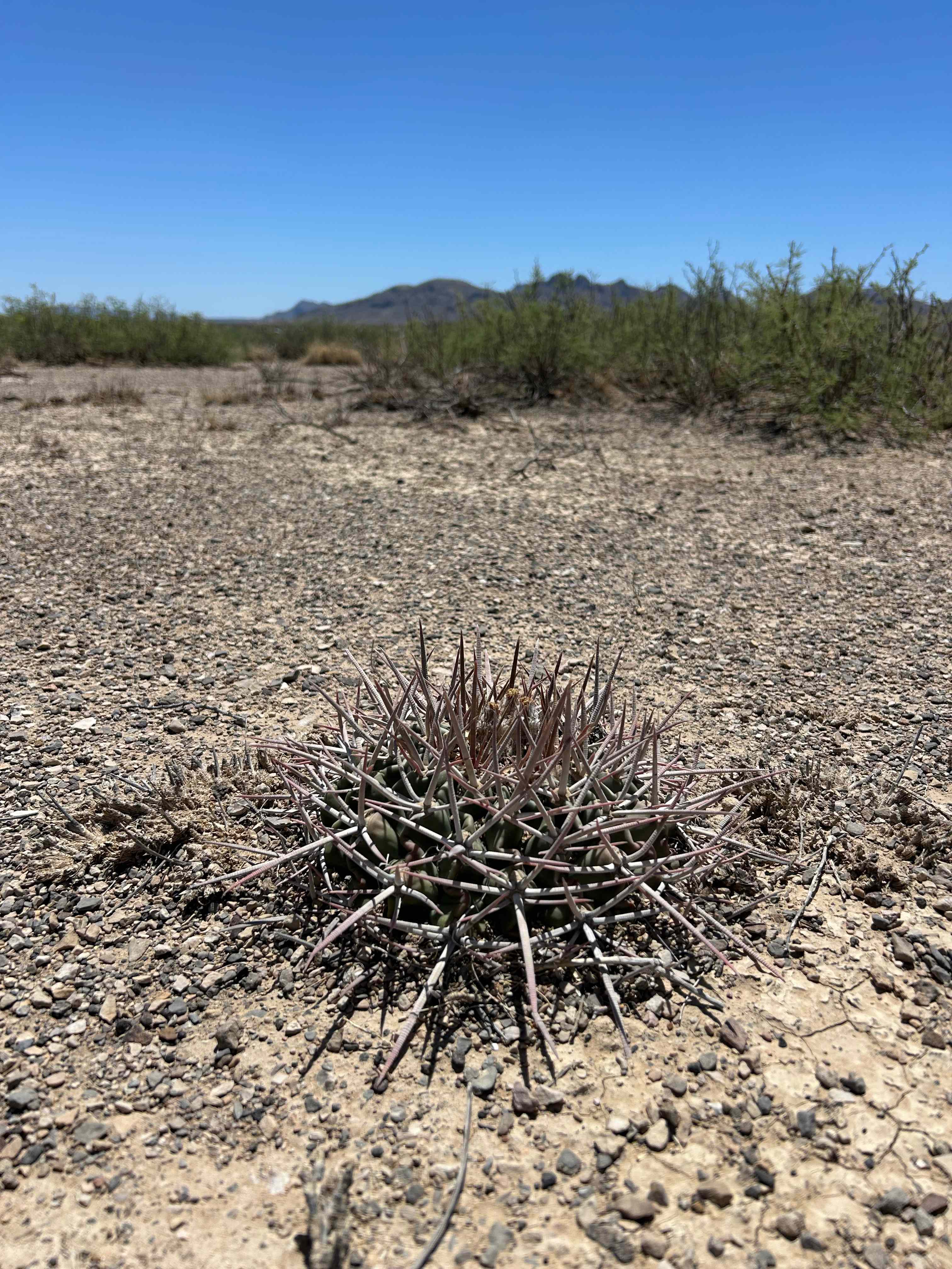 Prickly Pear Outpost