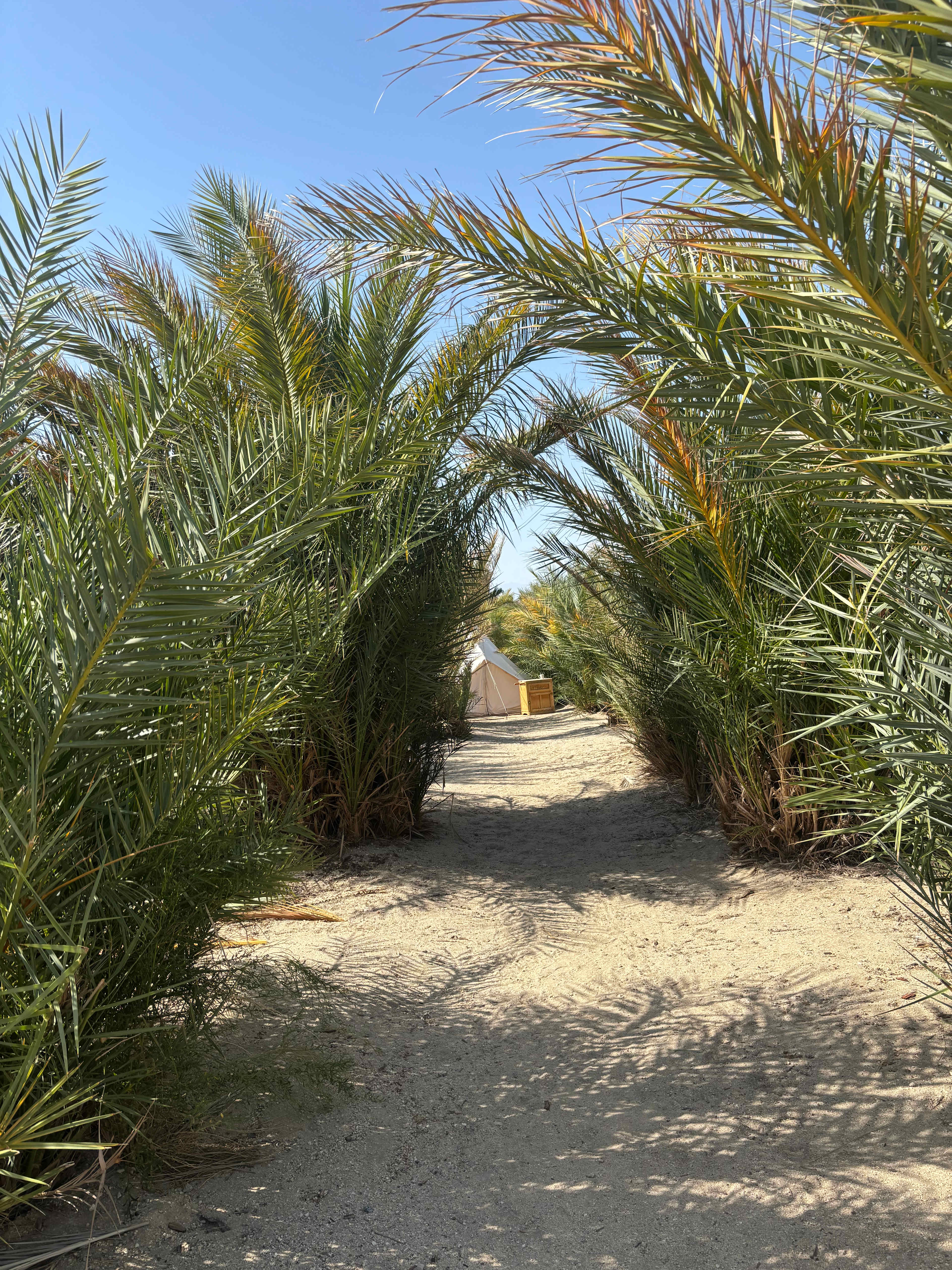 Mineral Spring Date Farm