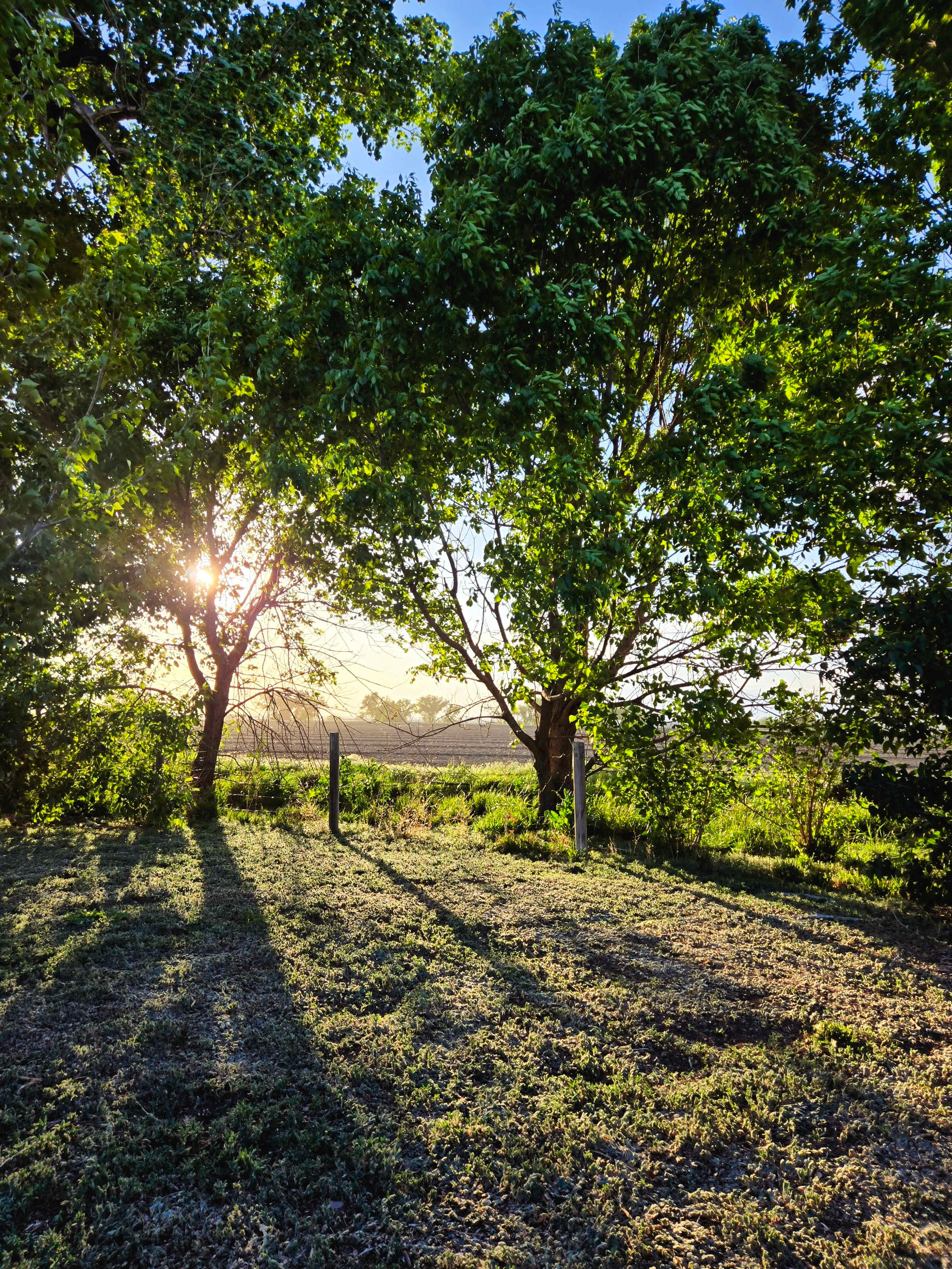 Cottonwood Tree Camp