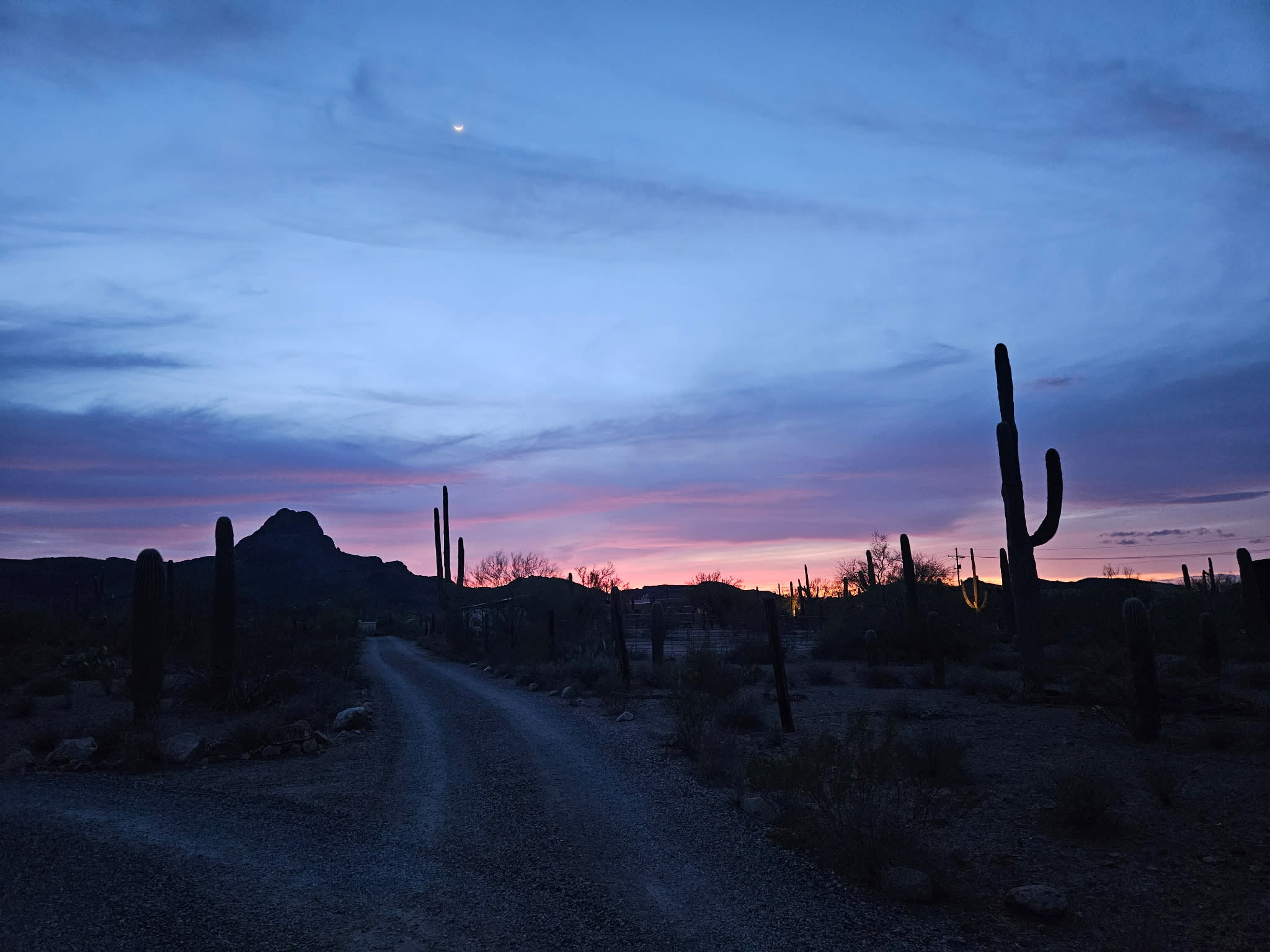 Saguaro Mountain View
