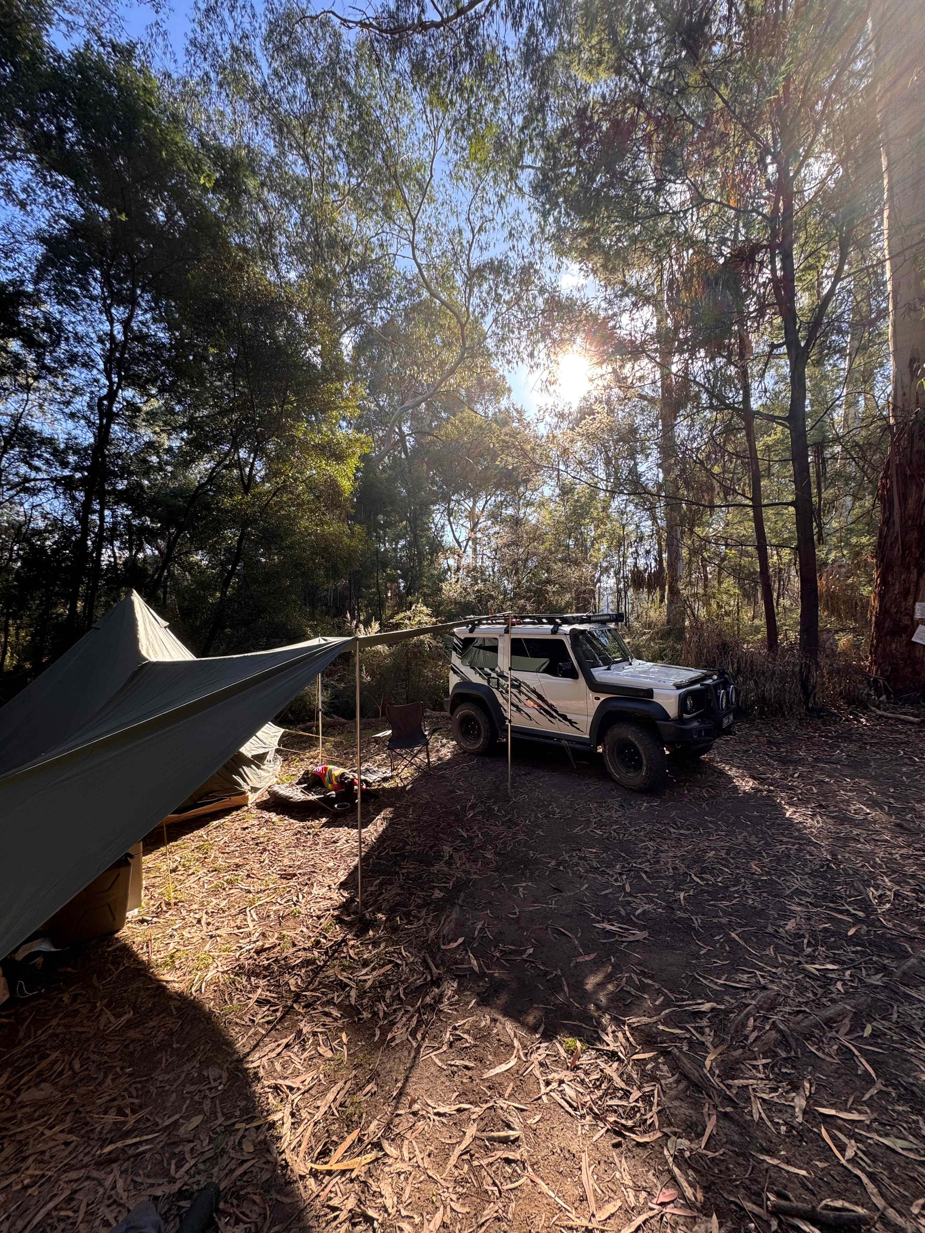 The Fern Glade