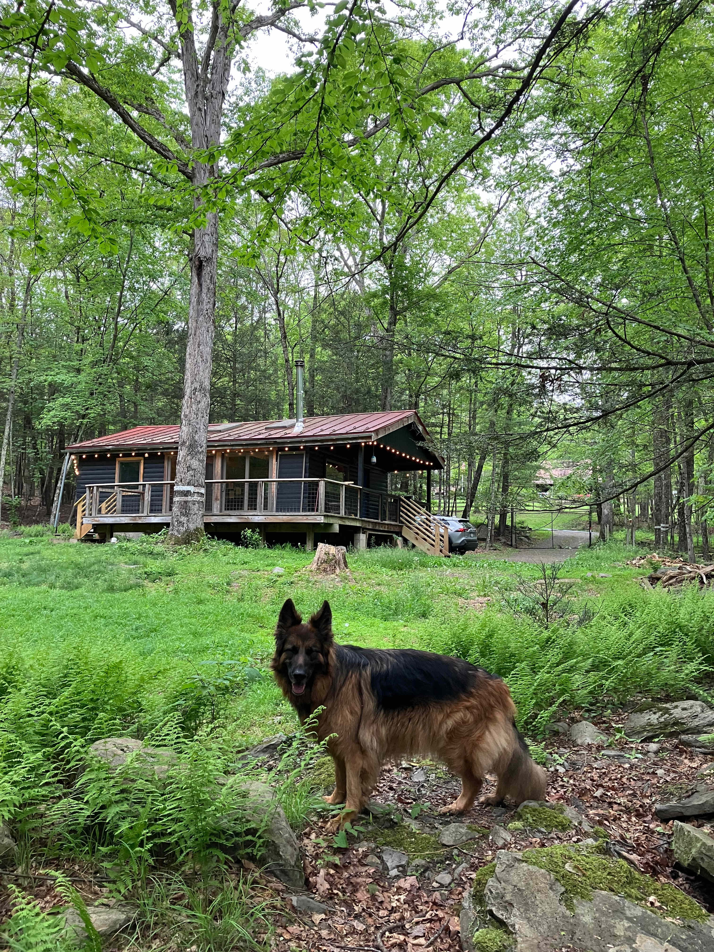View of the cabin from the wooded area near the perimeter of the property.