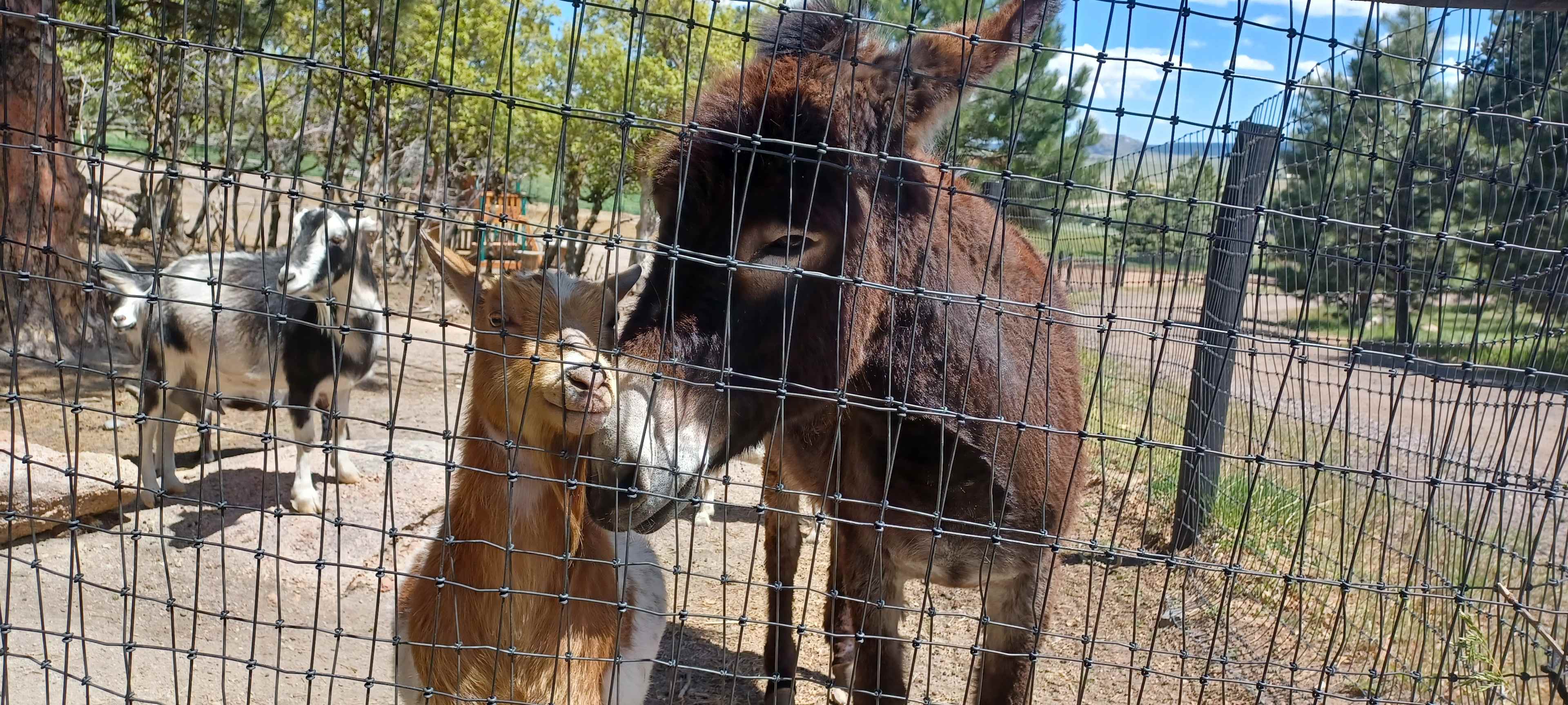 If you want to pet & feed Donkeys & Goats, this is the place.