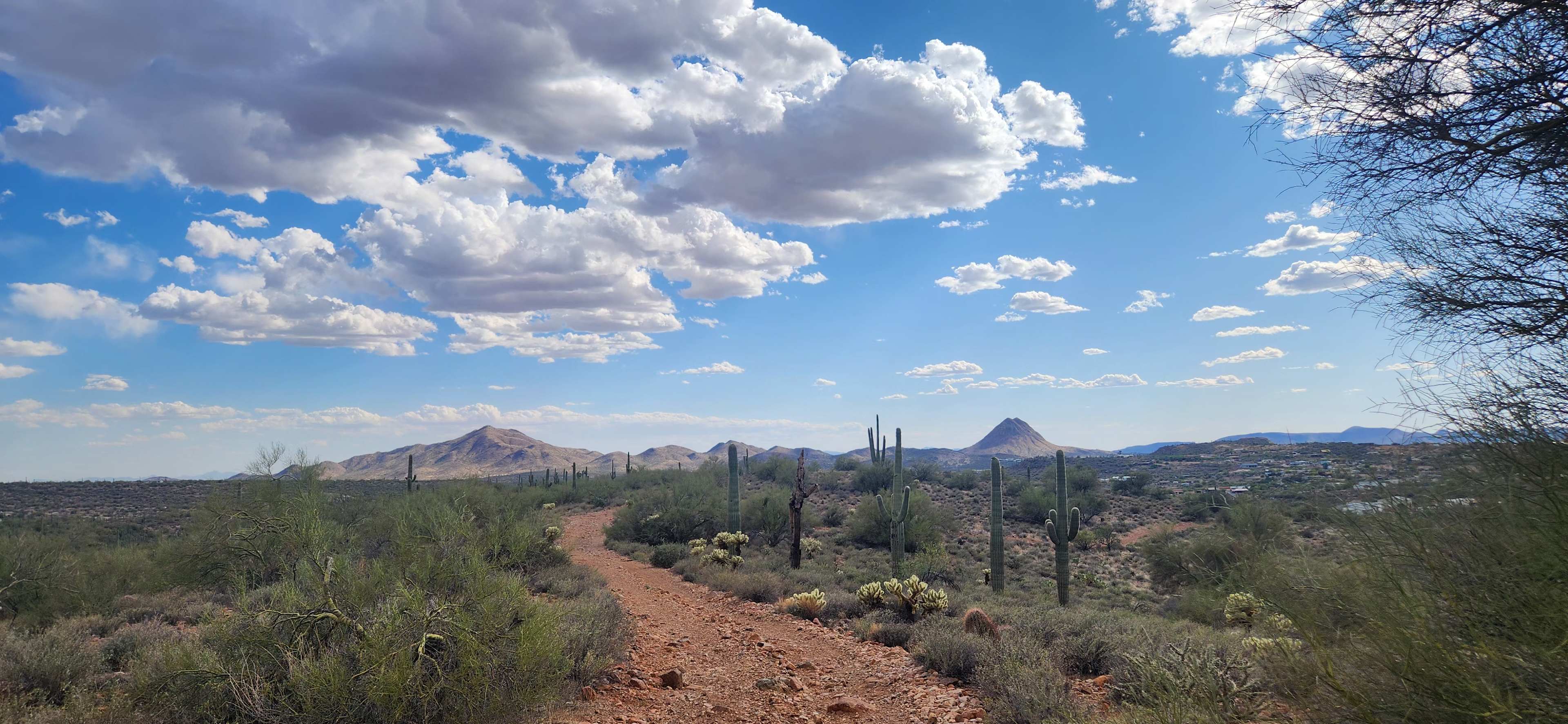 Saguaro Forrest @ Dragonfly Ranch