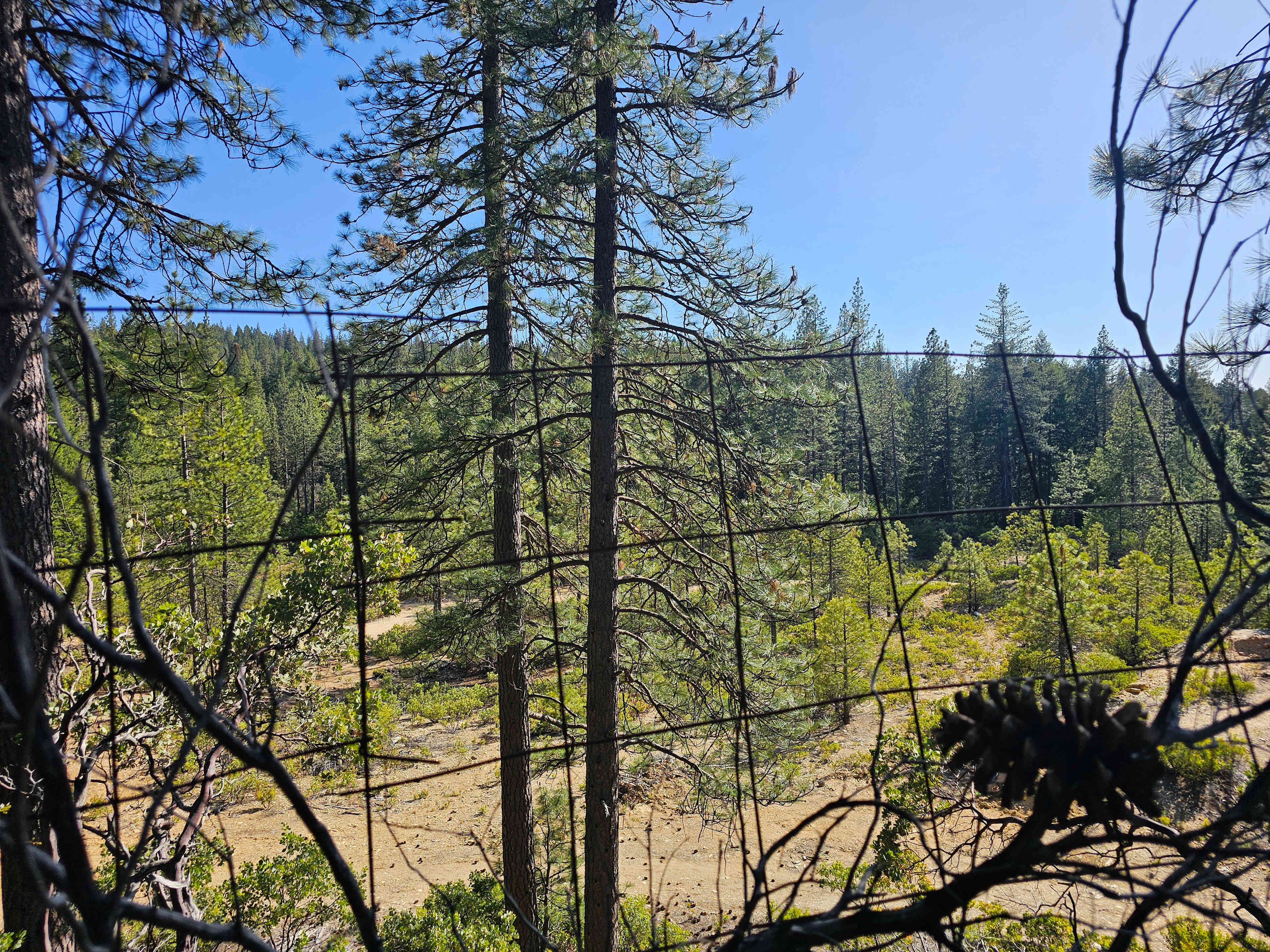 Gypsy on the Mountain