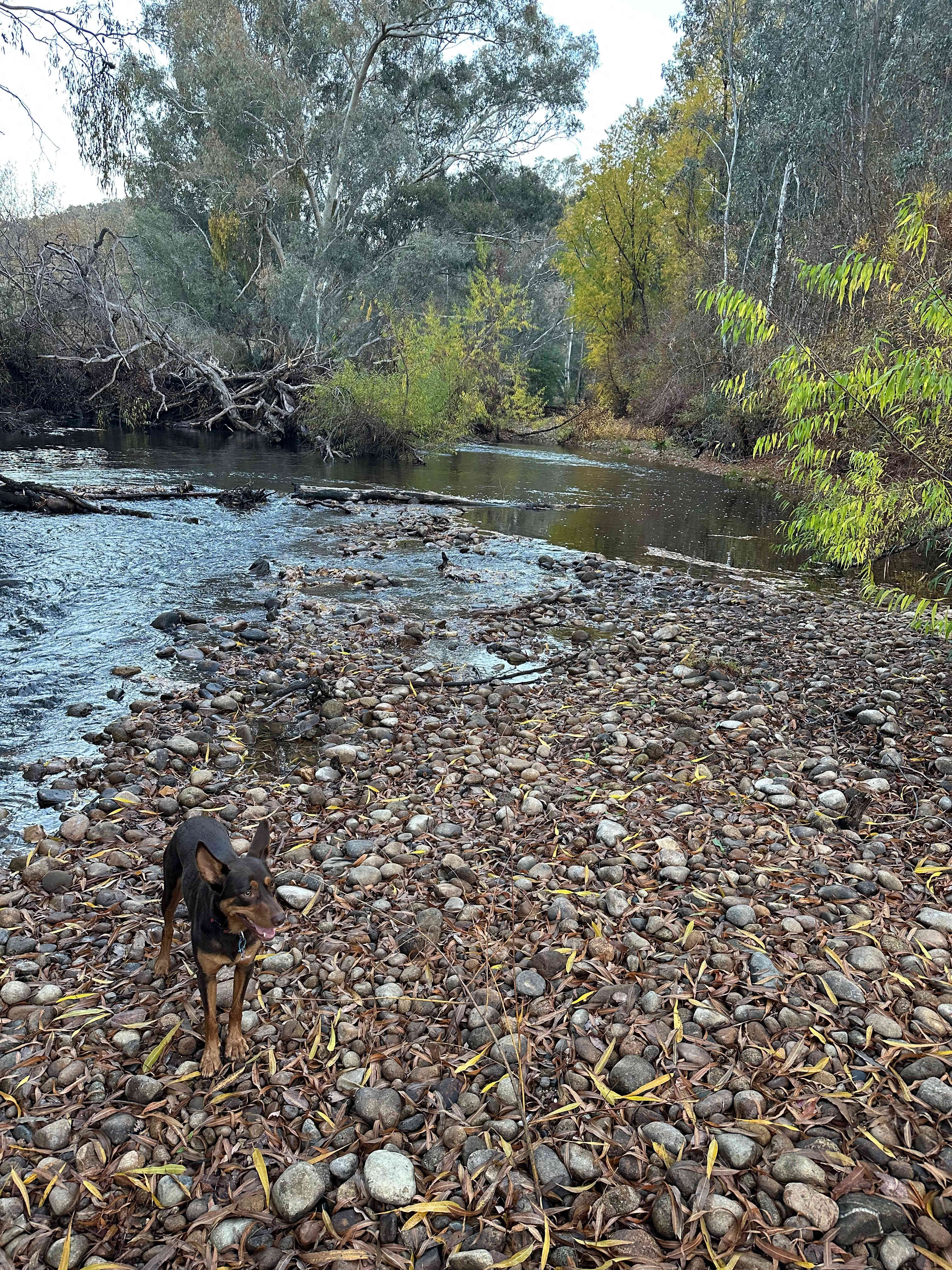 Riverside King Valley