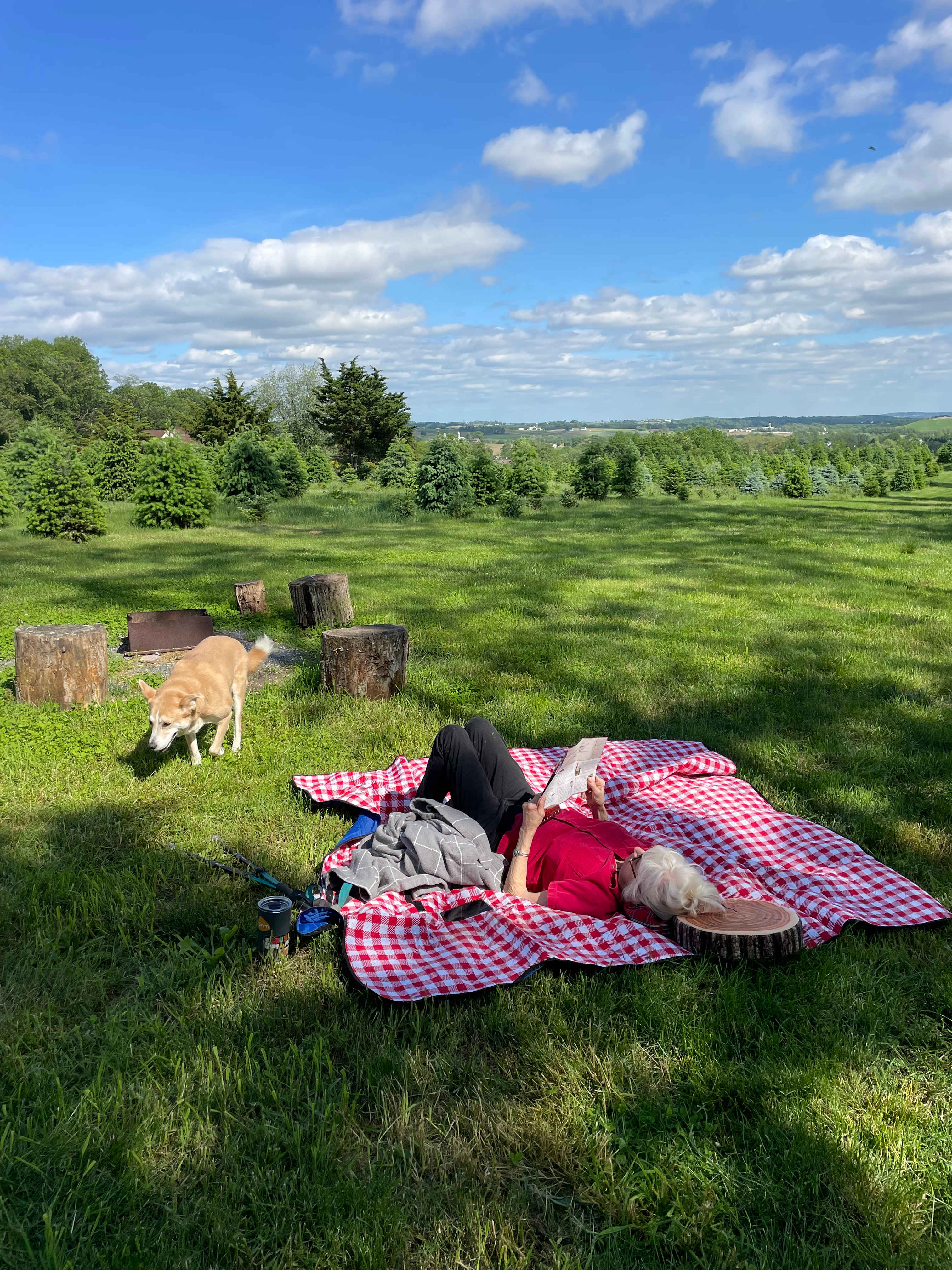 Christmas Tree Farm with Views