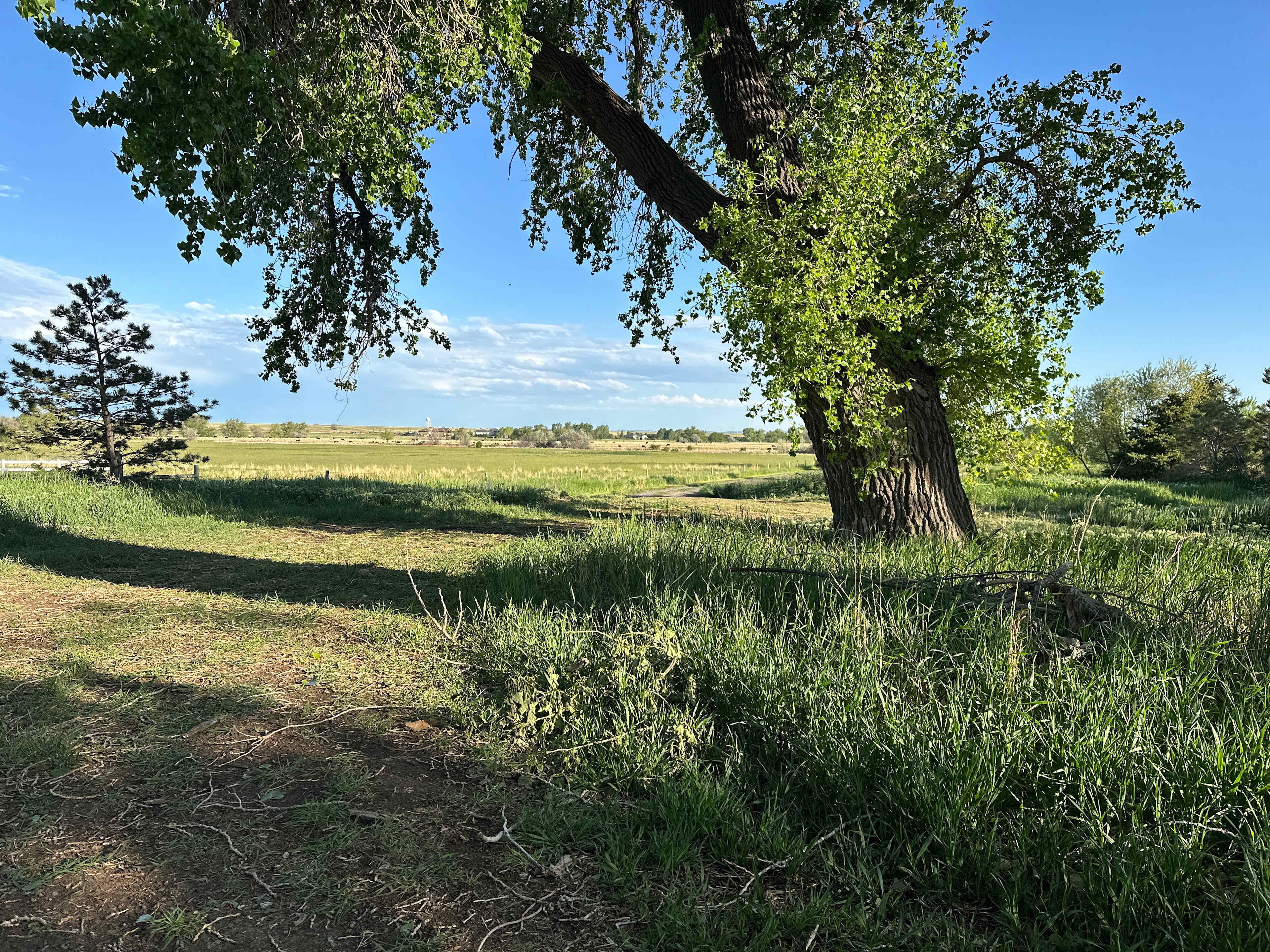 View from our spot. Cows and mellow fields of green.