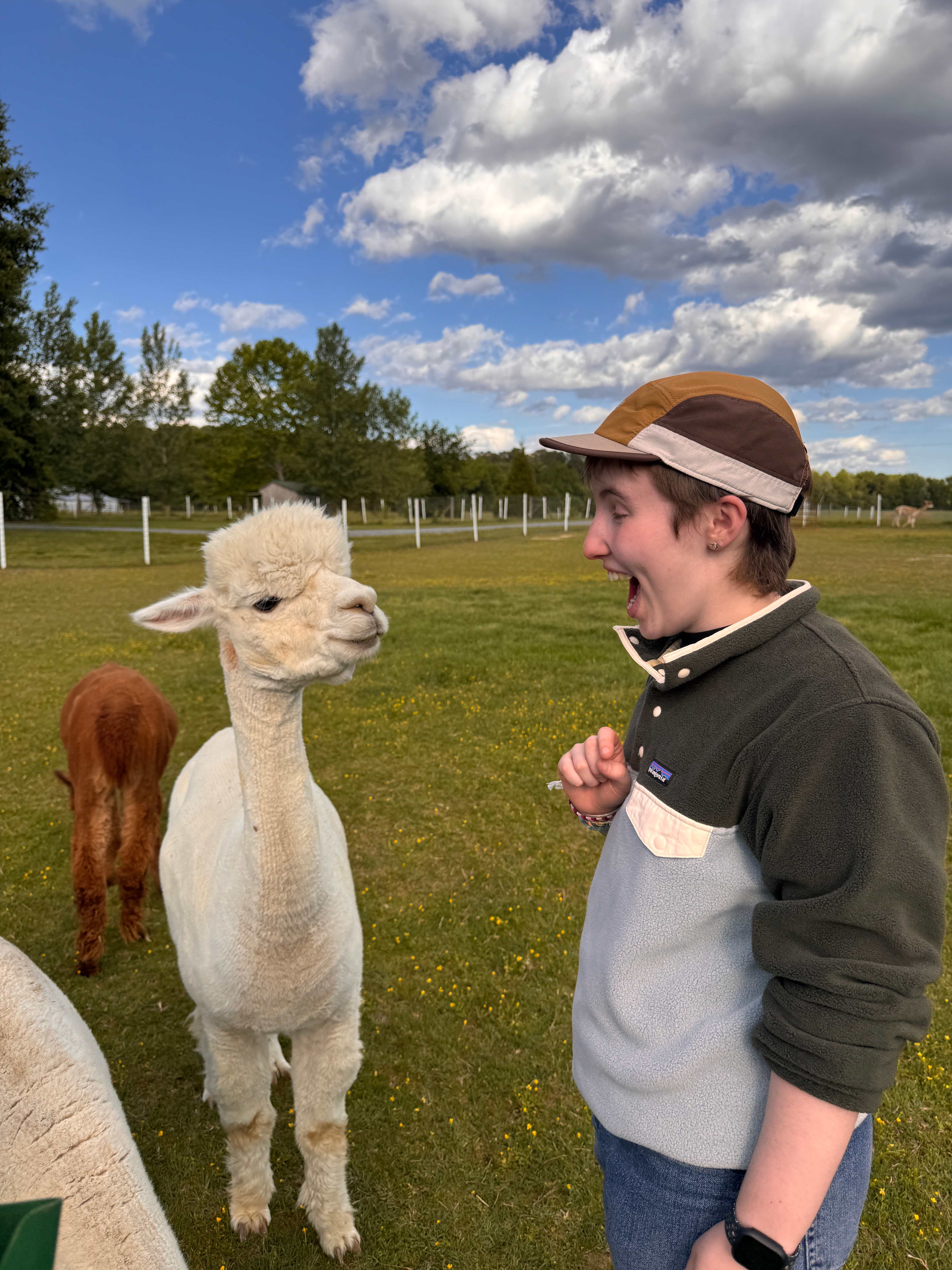 Alpaca Farm