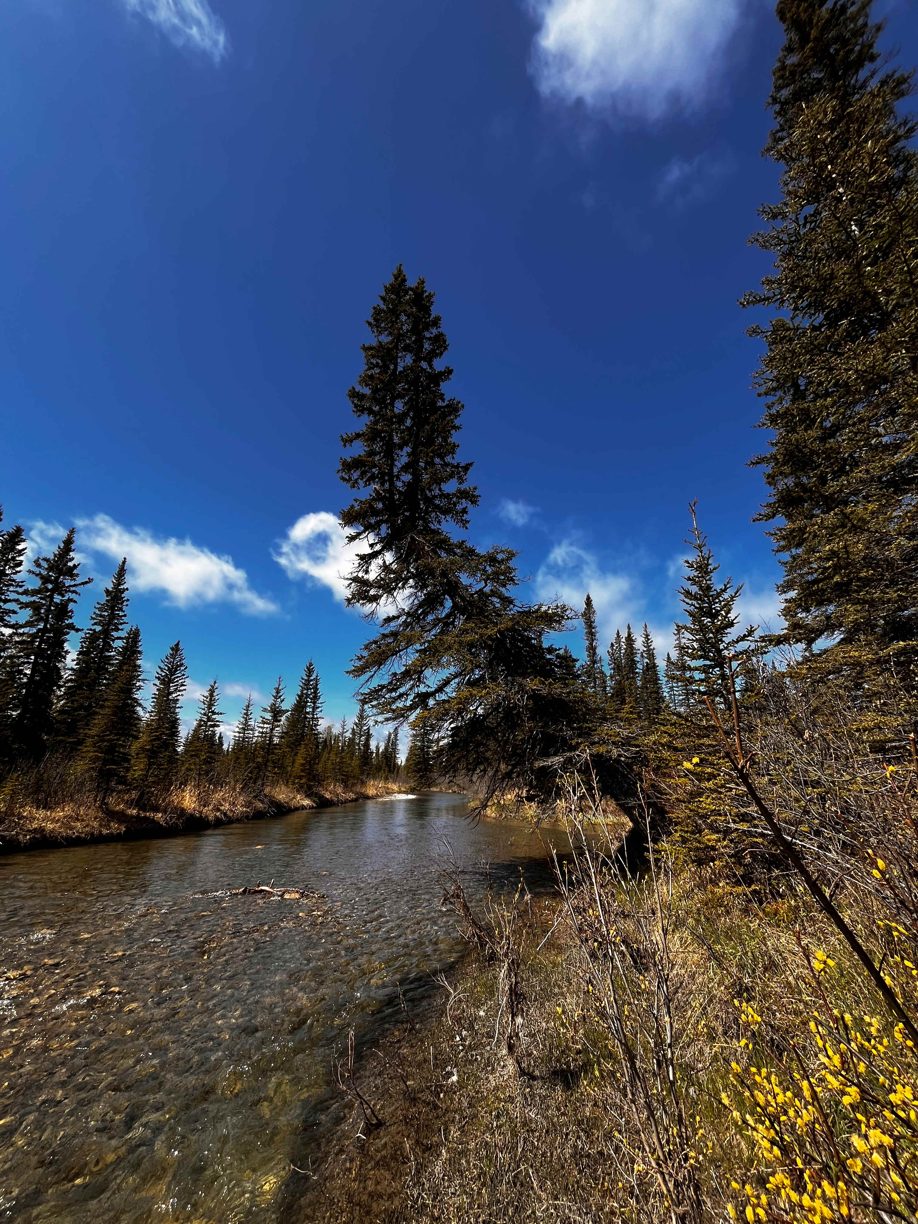 Sunberry Meadows