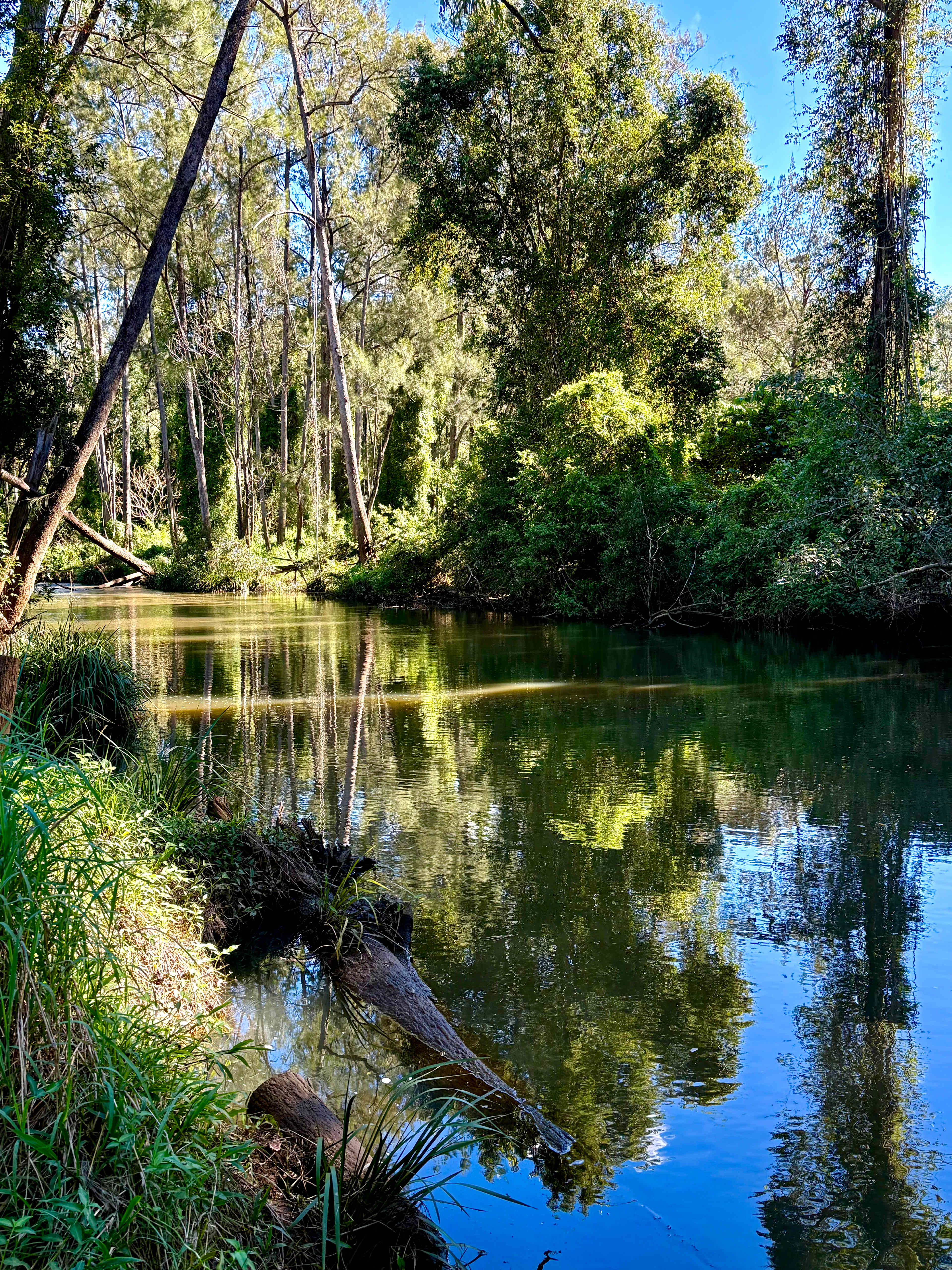 Windmill Creek Camp