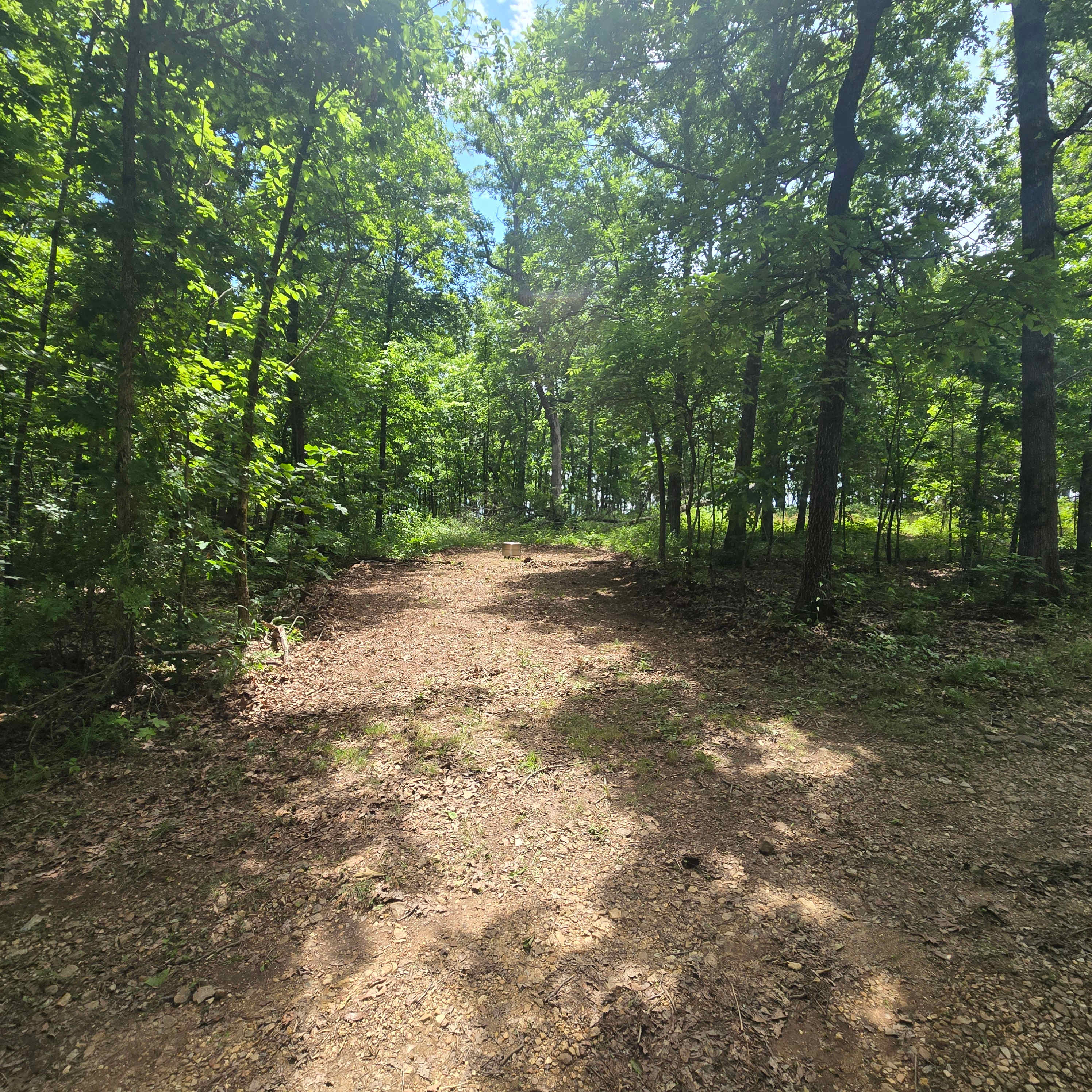 Where The Forest Meets The Field