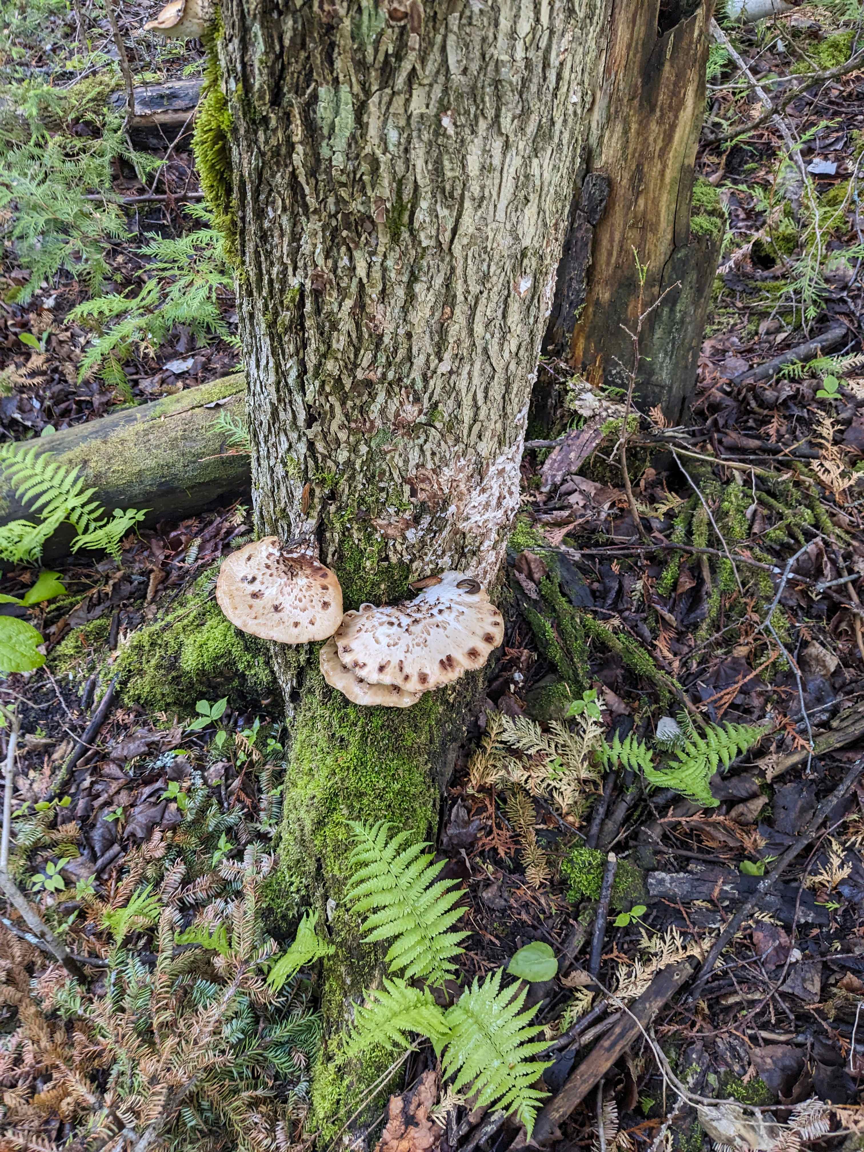 Spirit Ridge Acres