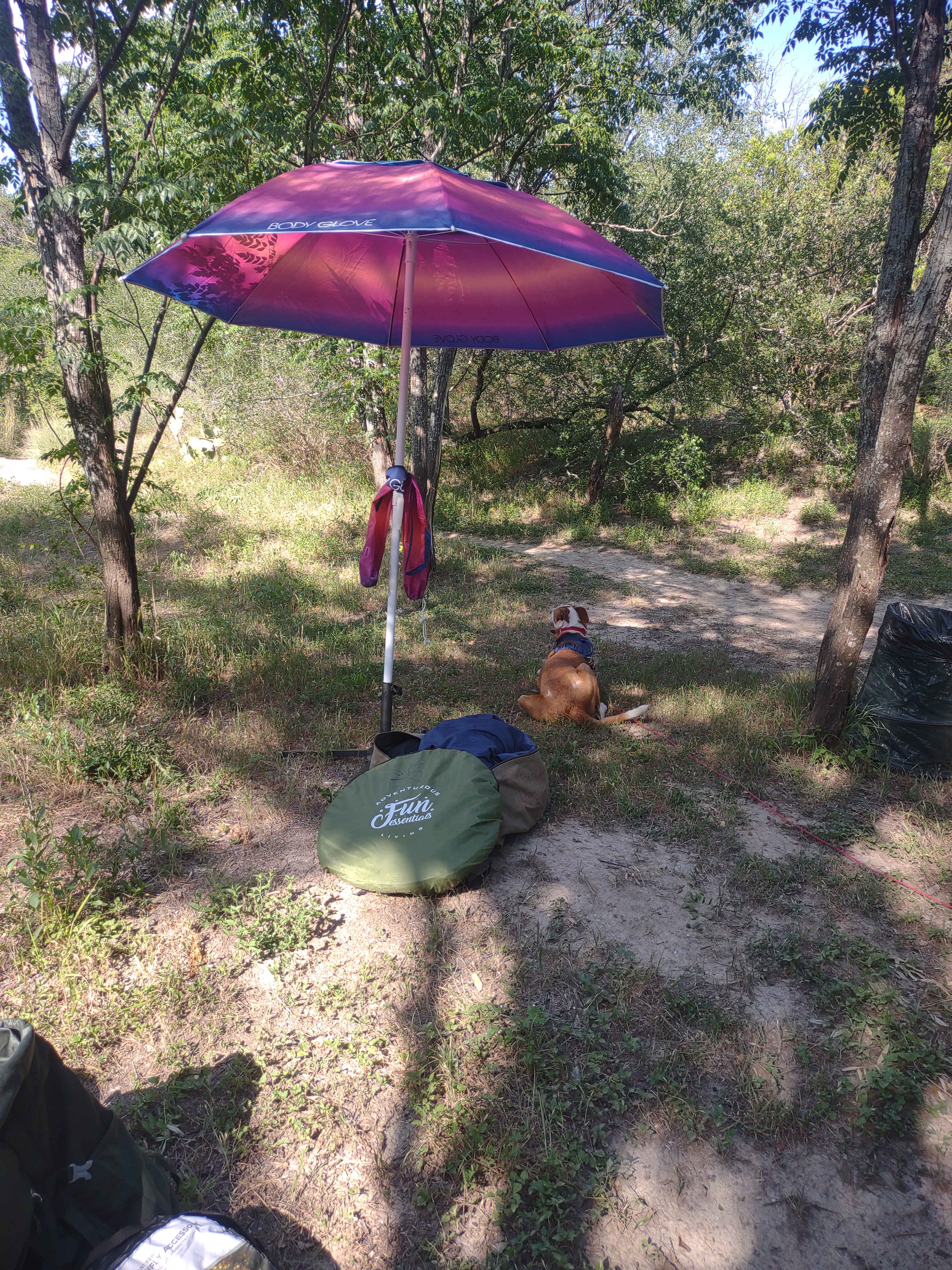 Pup relaxing while we setup camp 