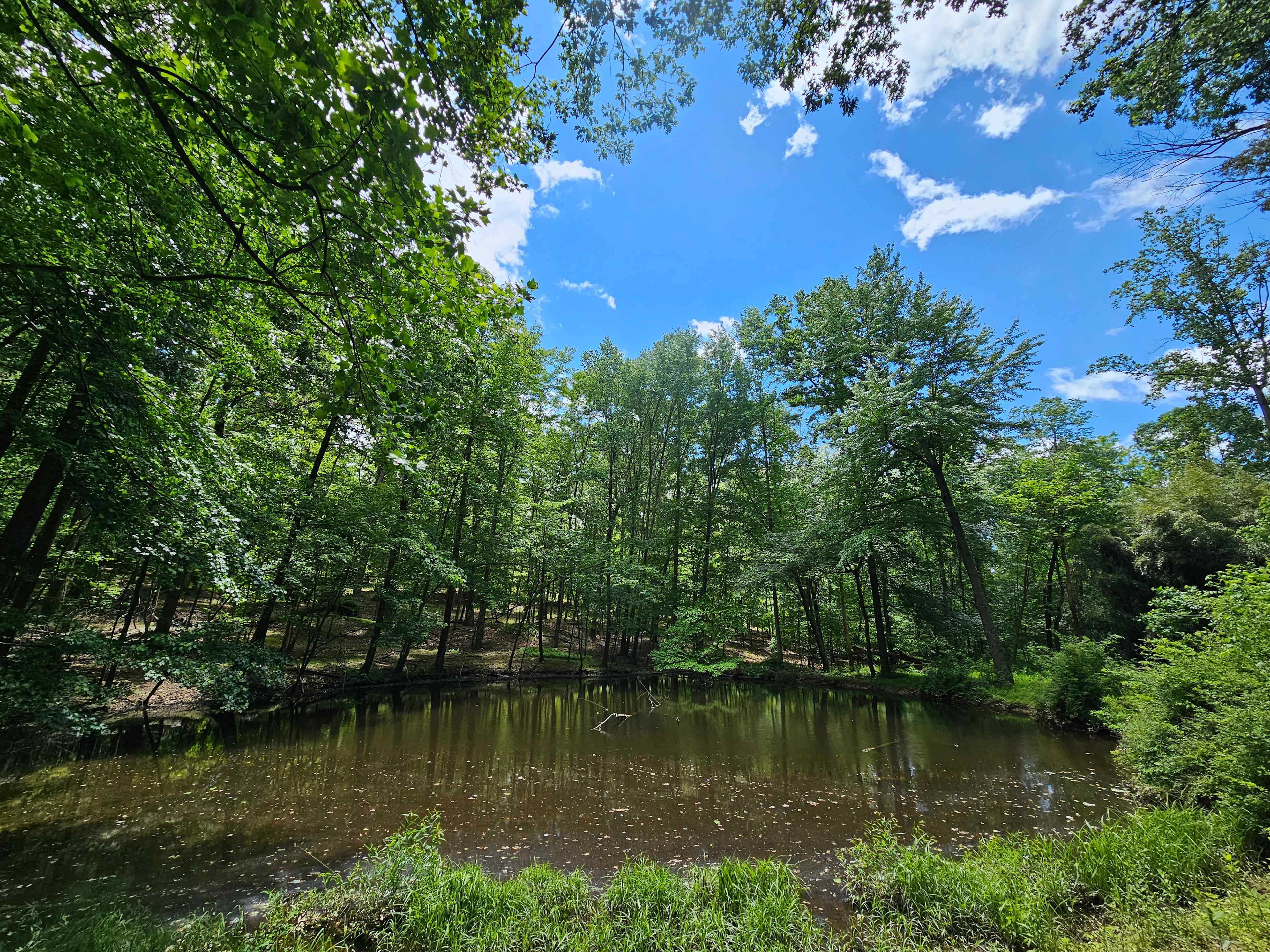 Pond in the Woods