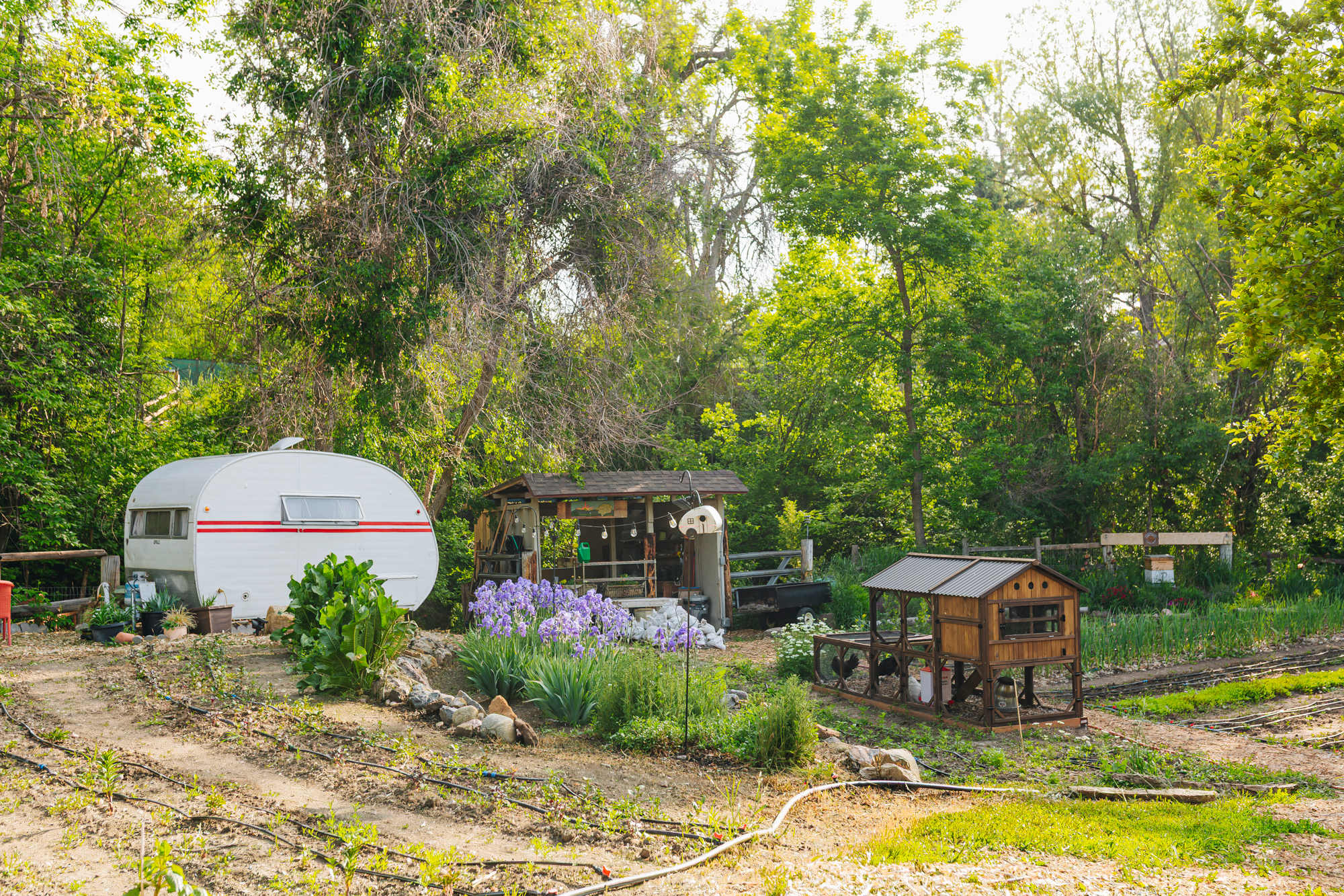 View of the camper, flowers and chickens!
