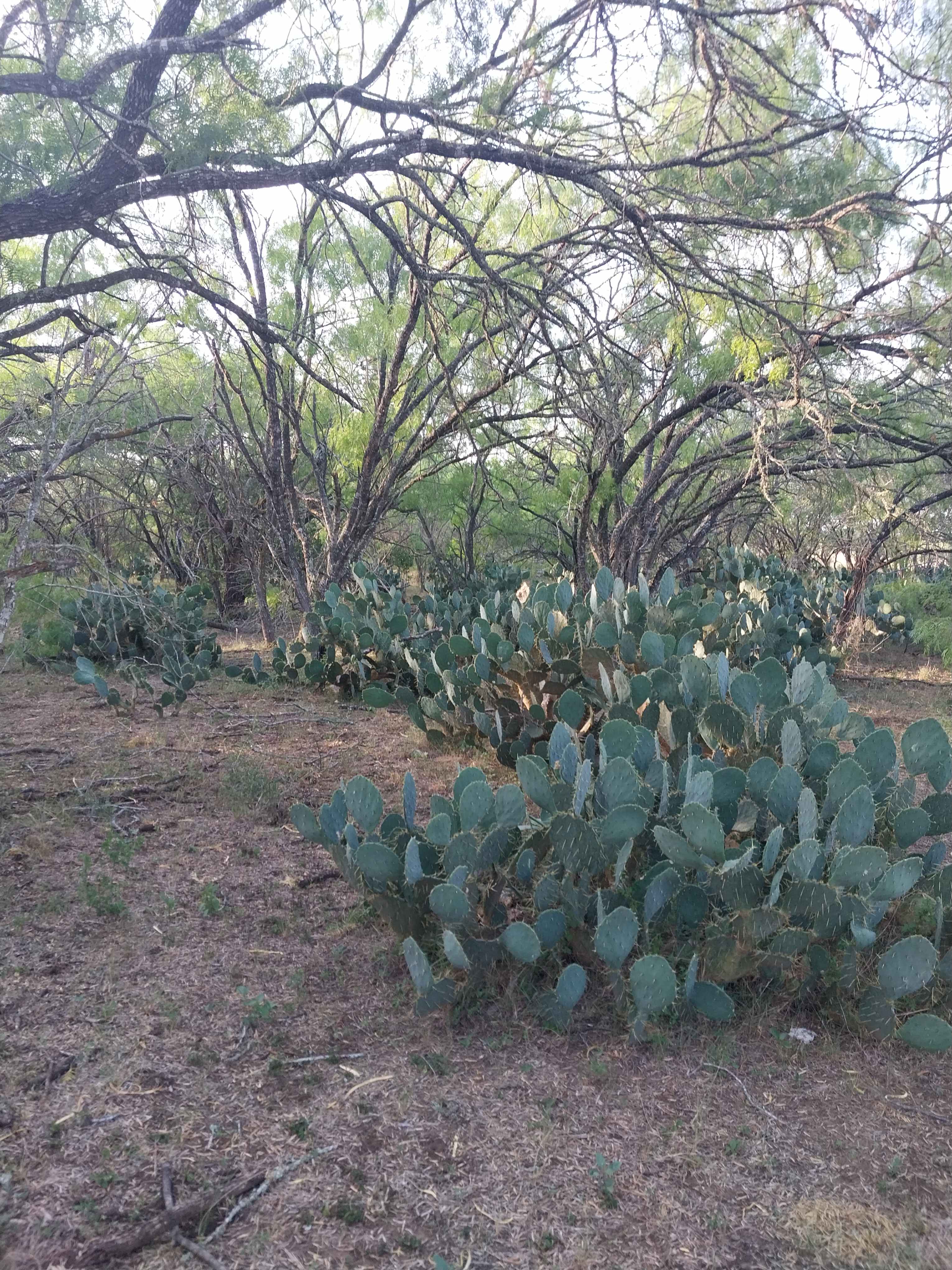 South Picosa