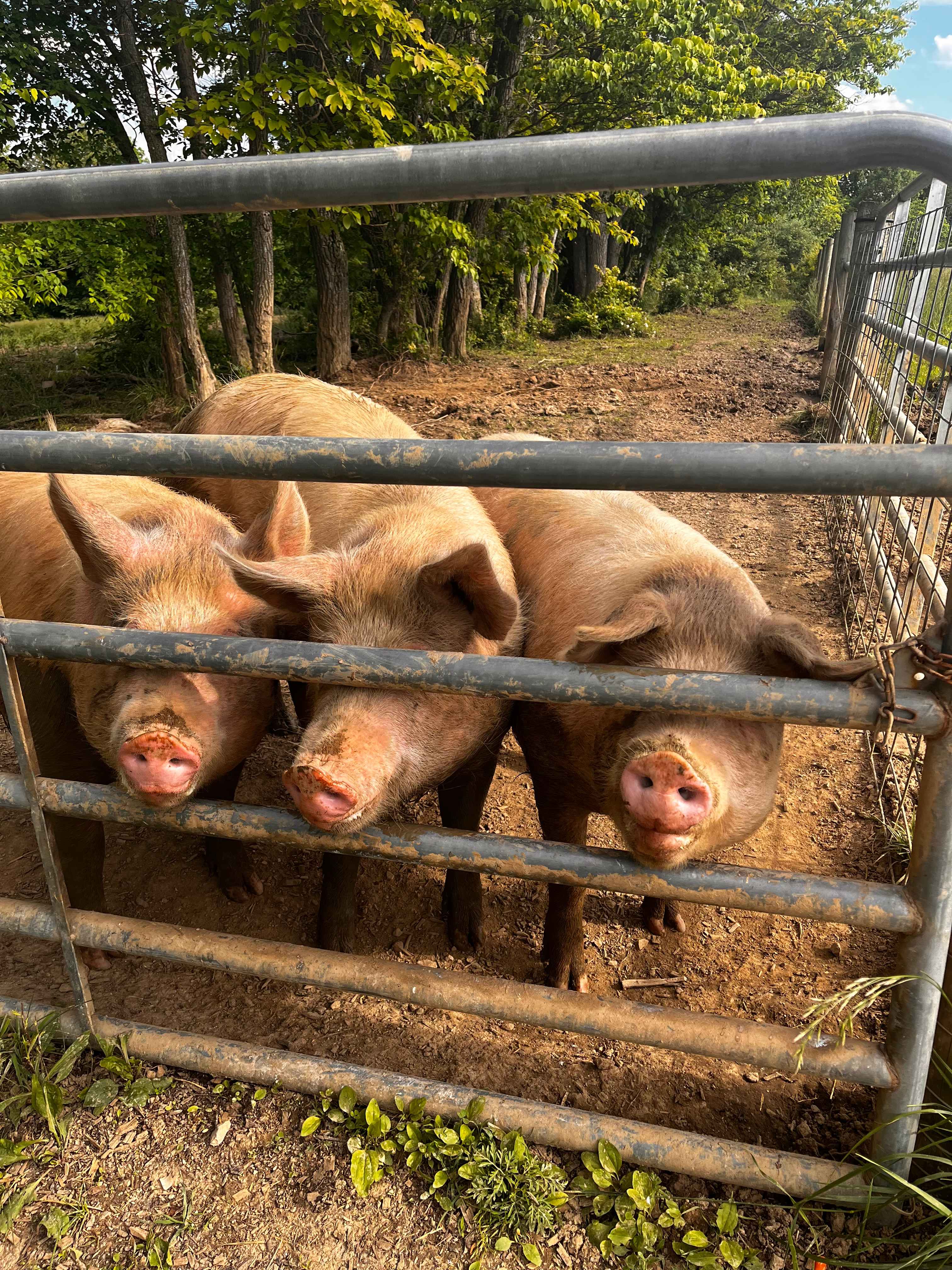 Pigs
