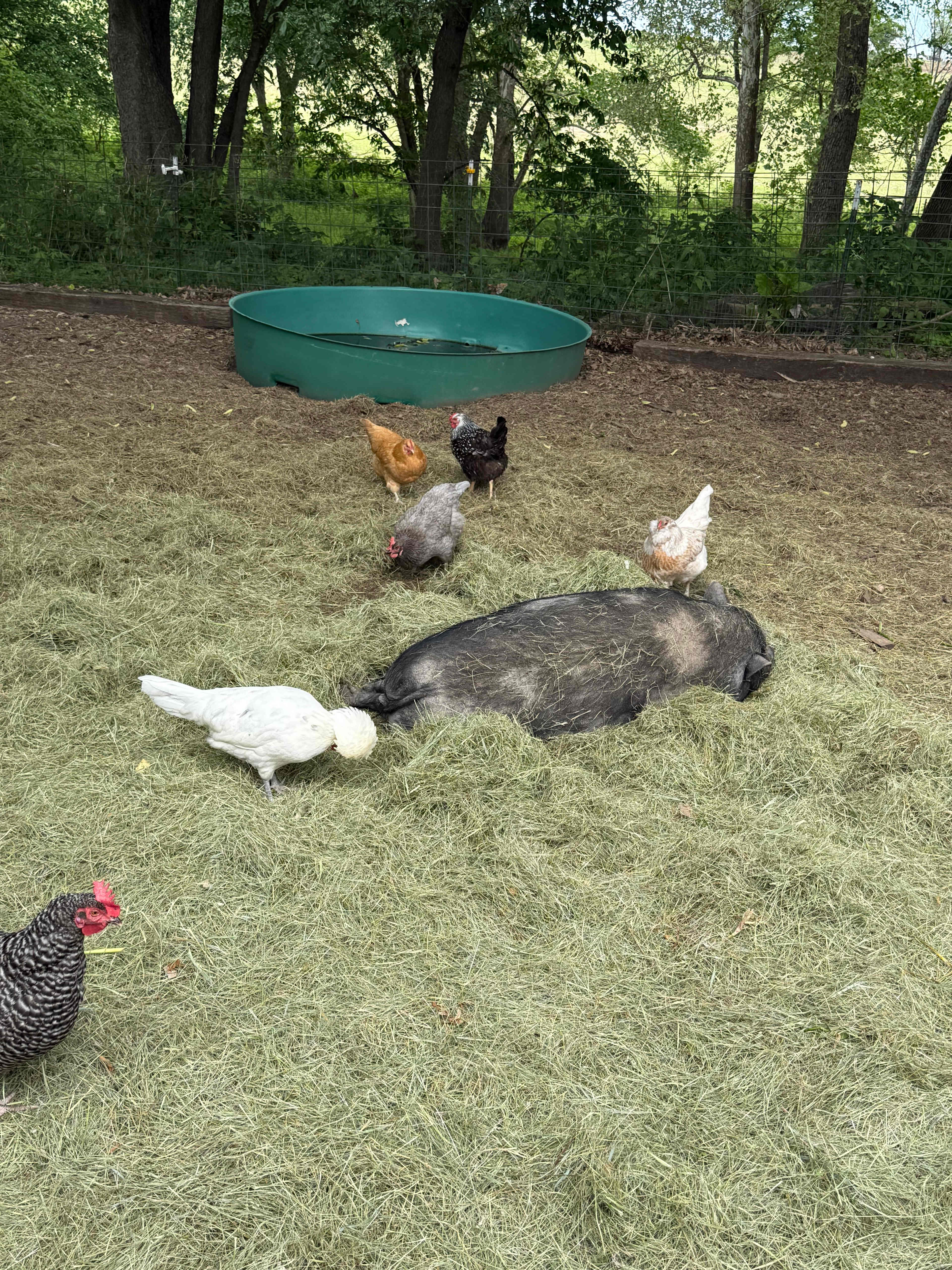 Harmony Lake Farm Park & Playground
