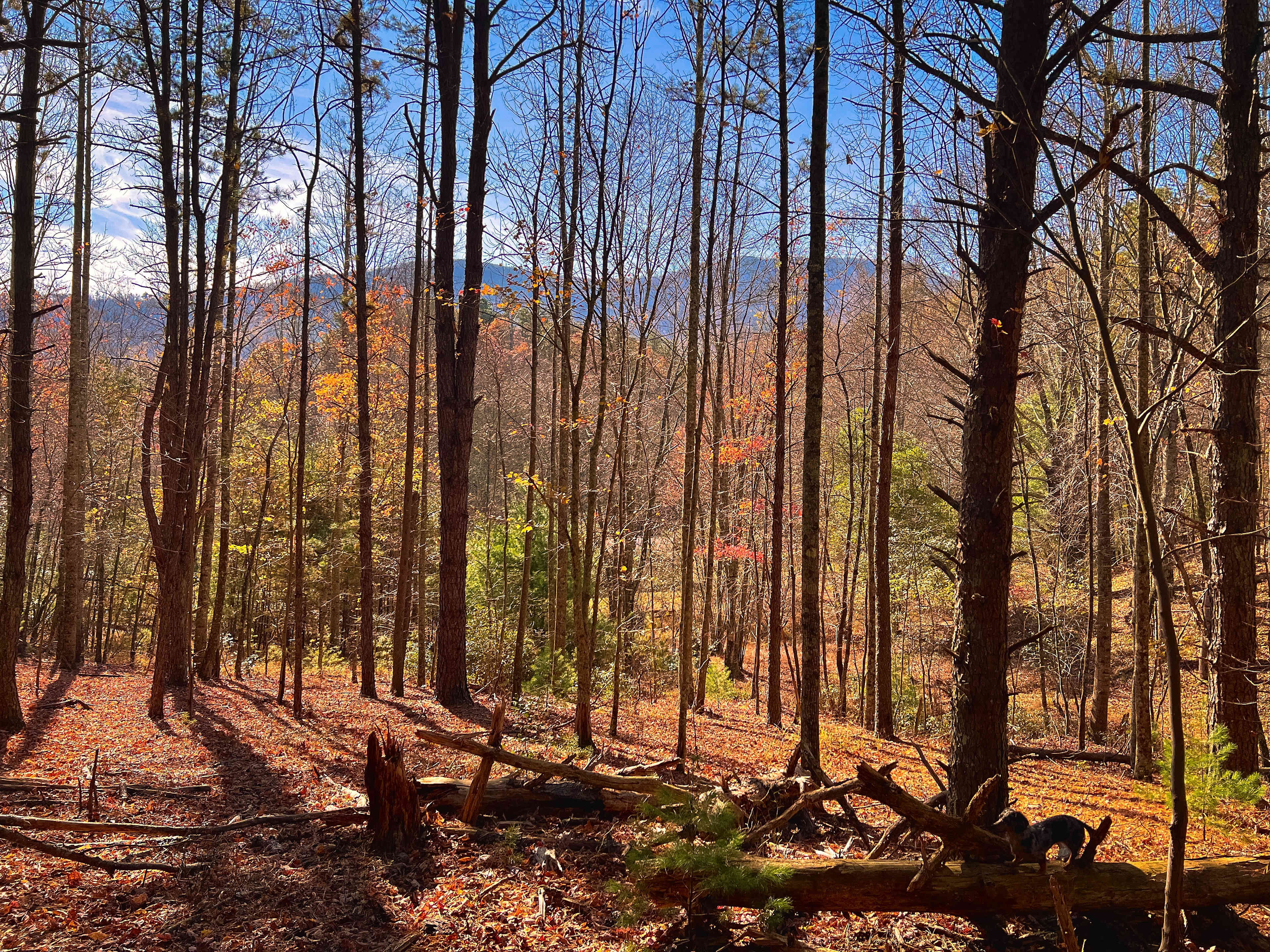 Bull Mountain Campground
