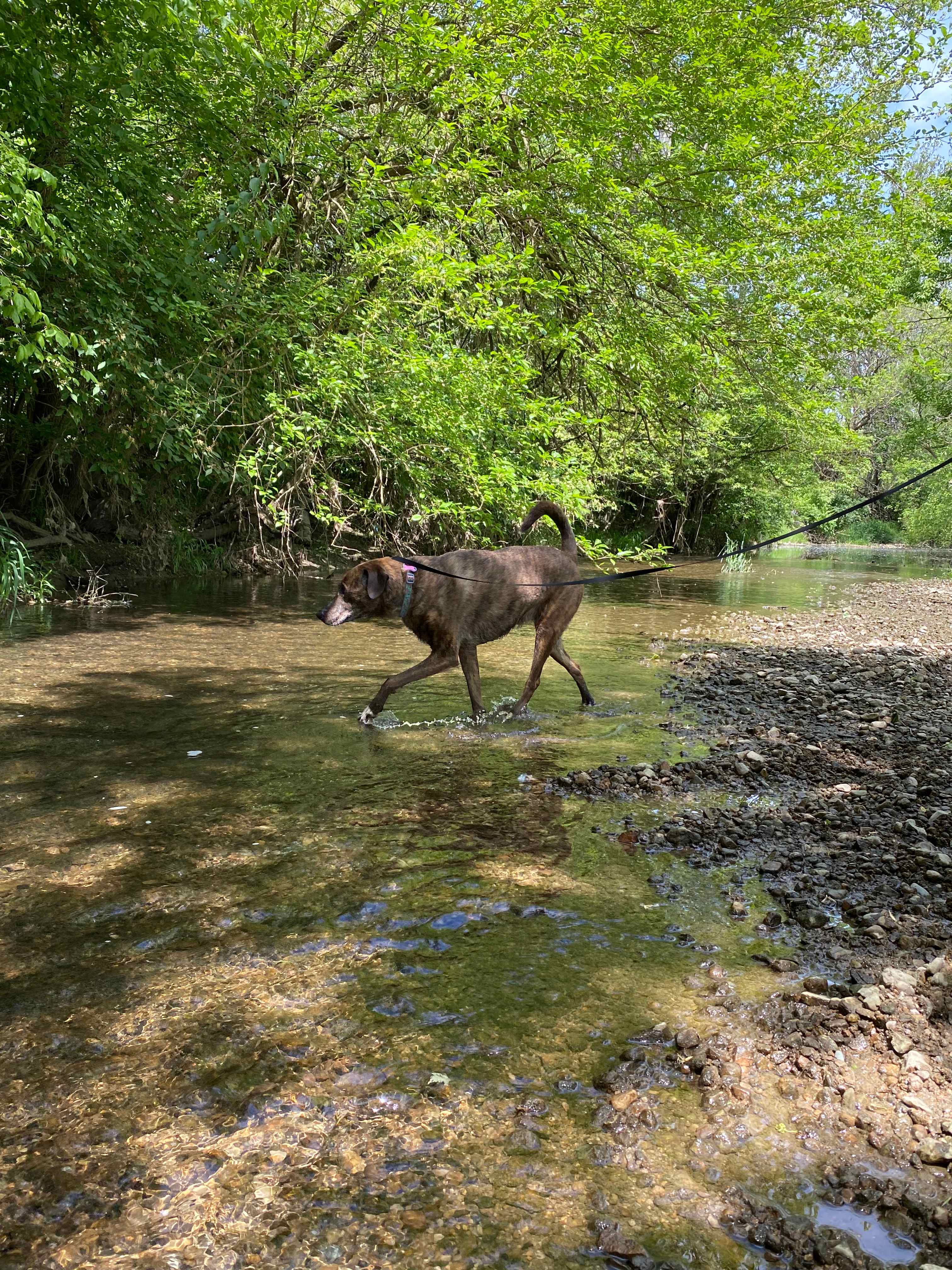 Camp Rocky Run