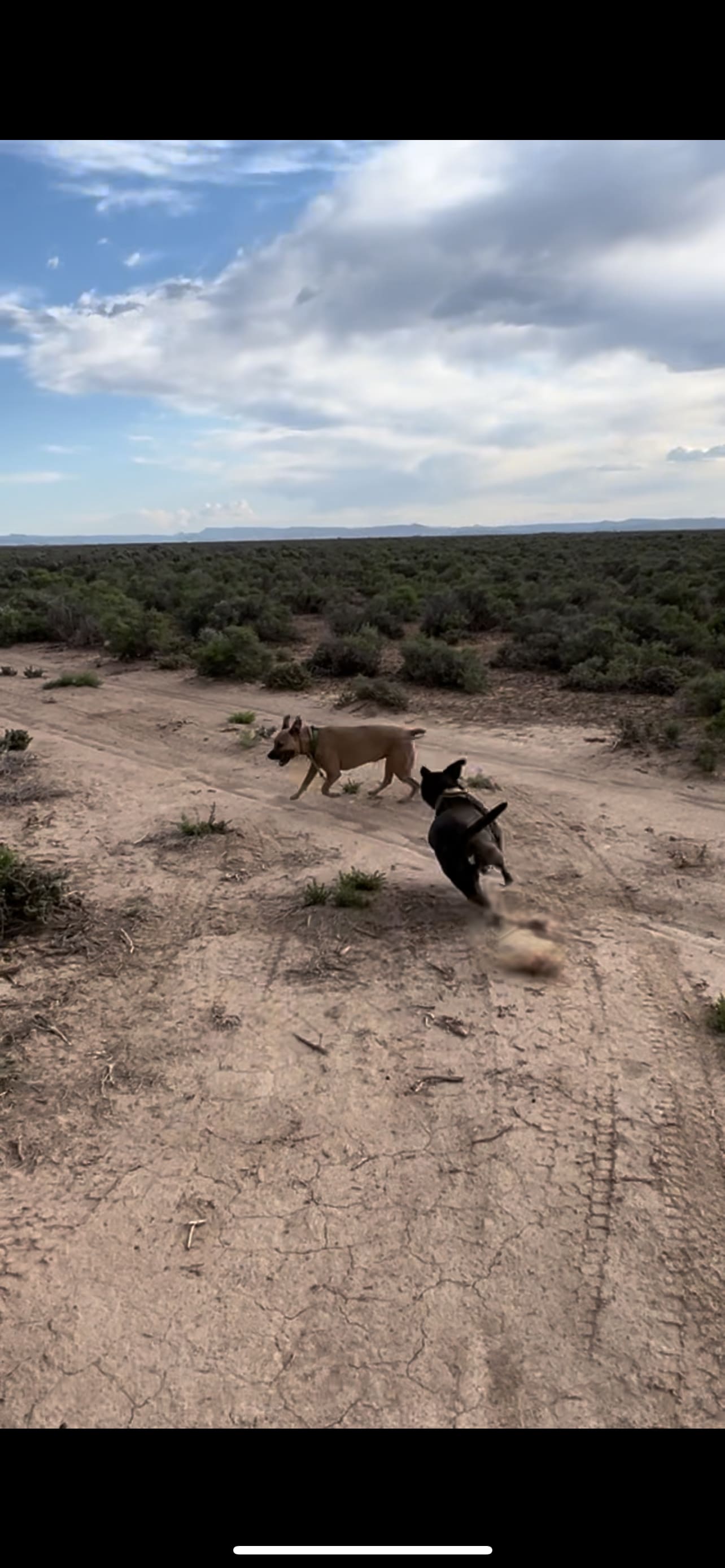 Briggs' Beryl Desert Retreat