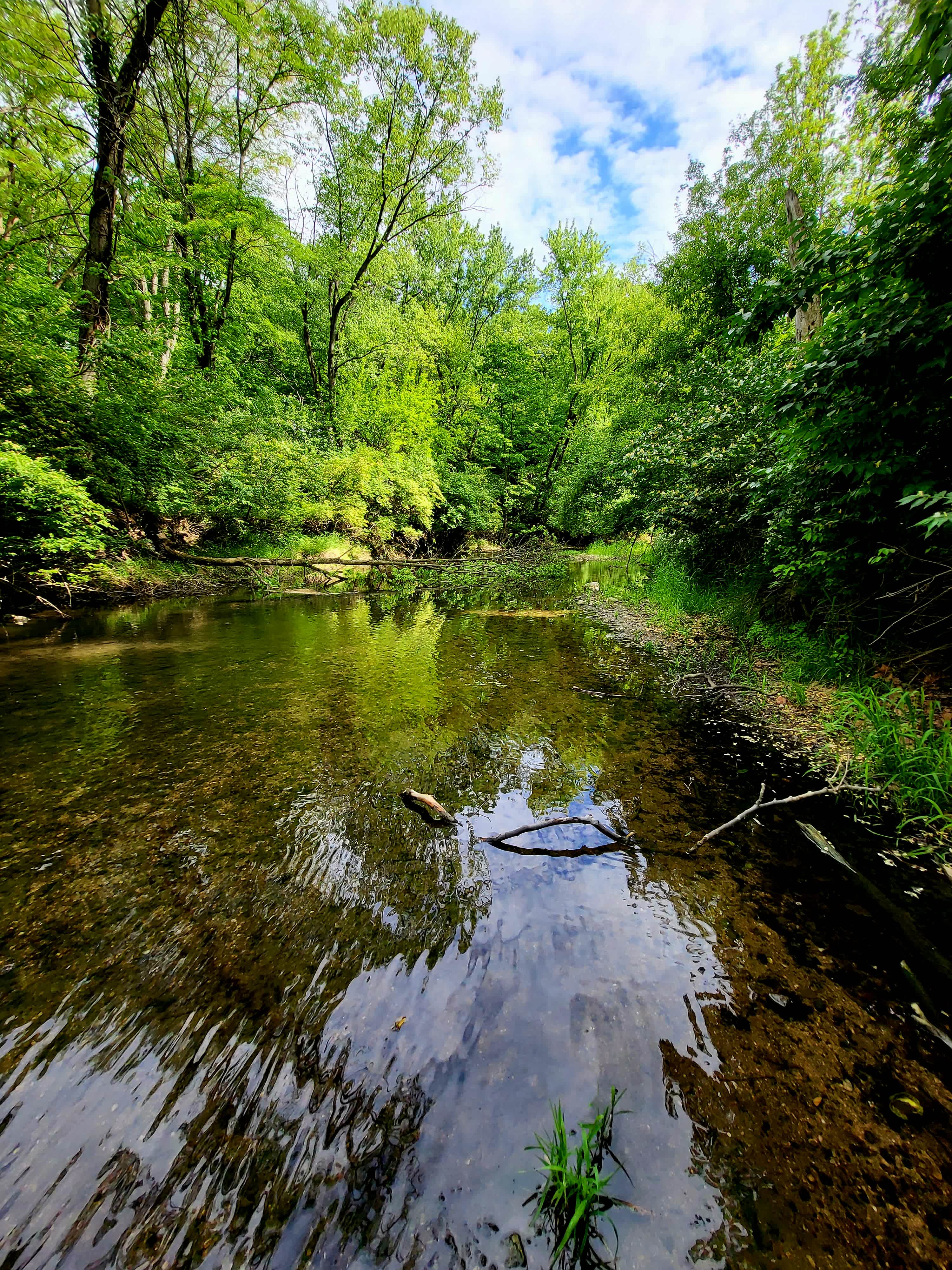 The creek is crystal clear! 
