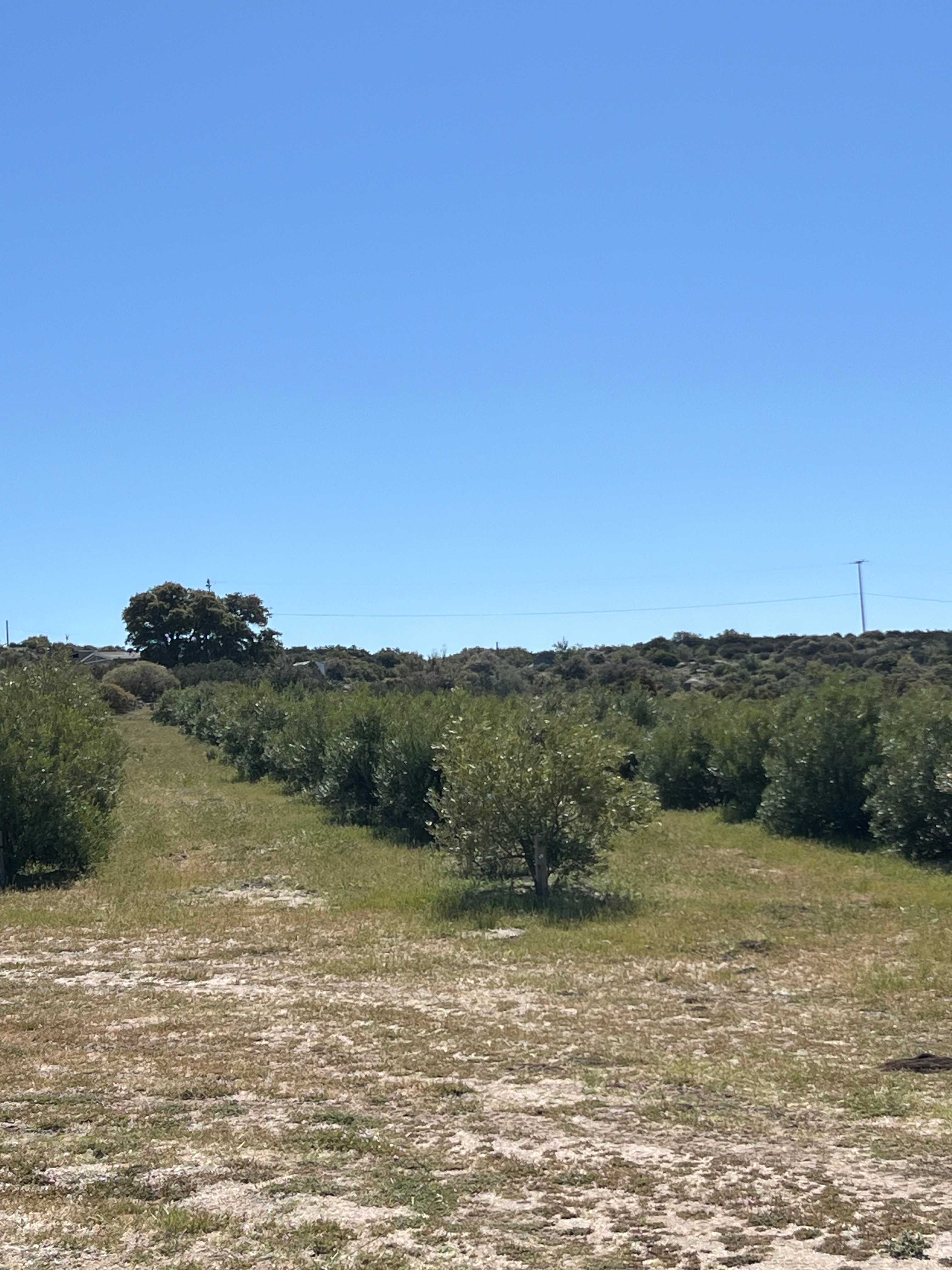 Private 5 Acre Olive Grove Hideaway