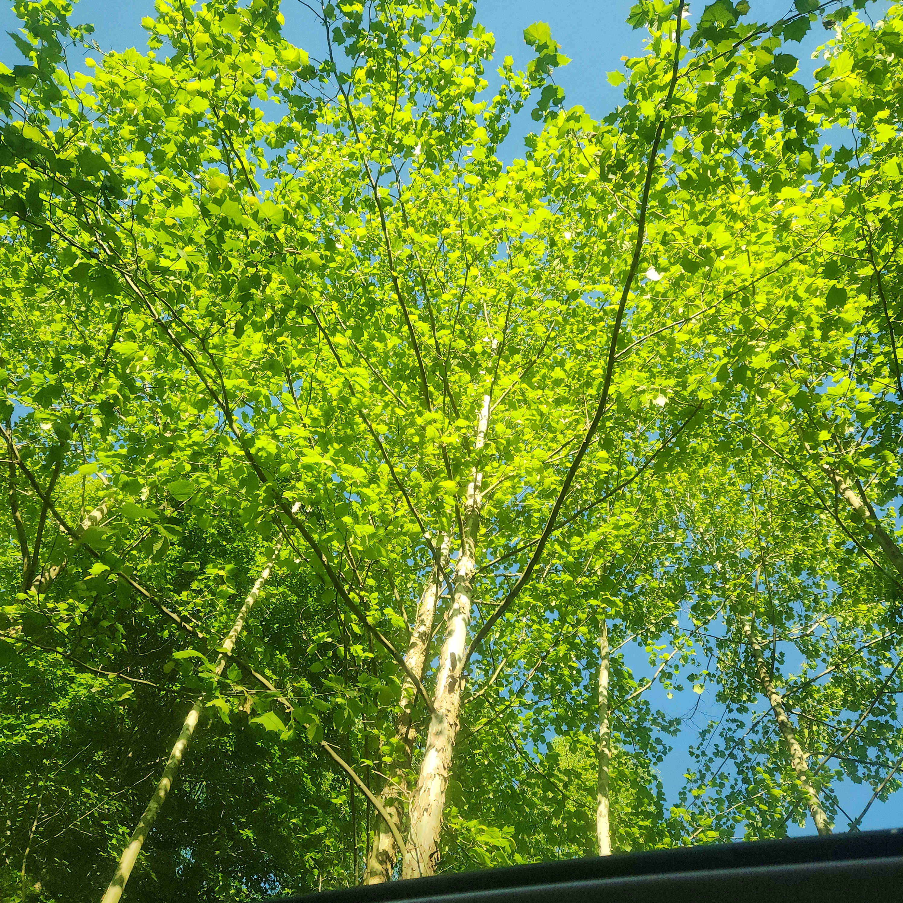 My view from my sunroof, beautiful to see when waking up
