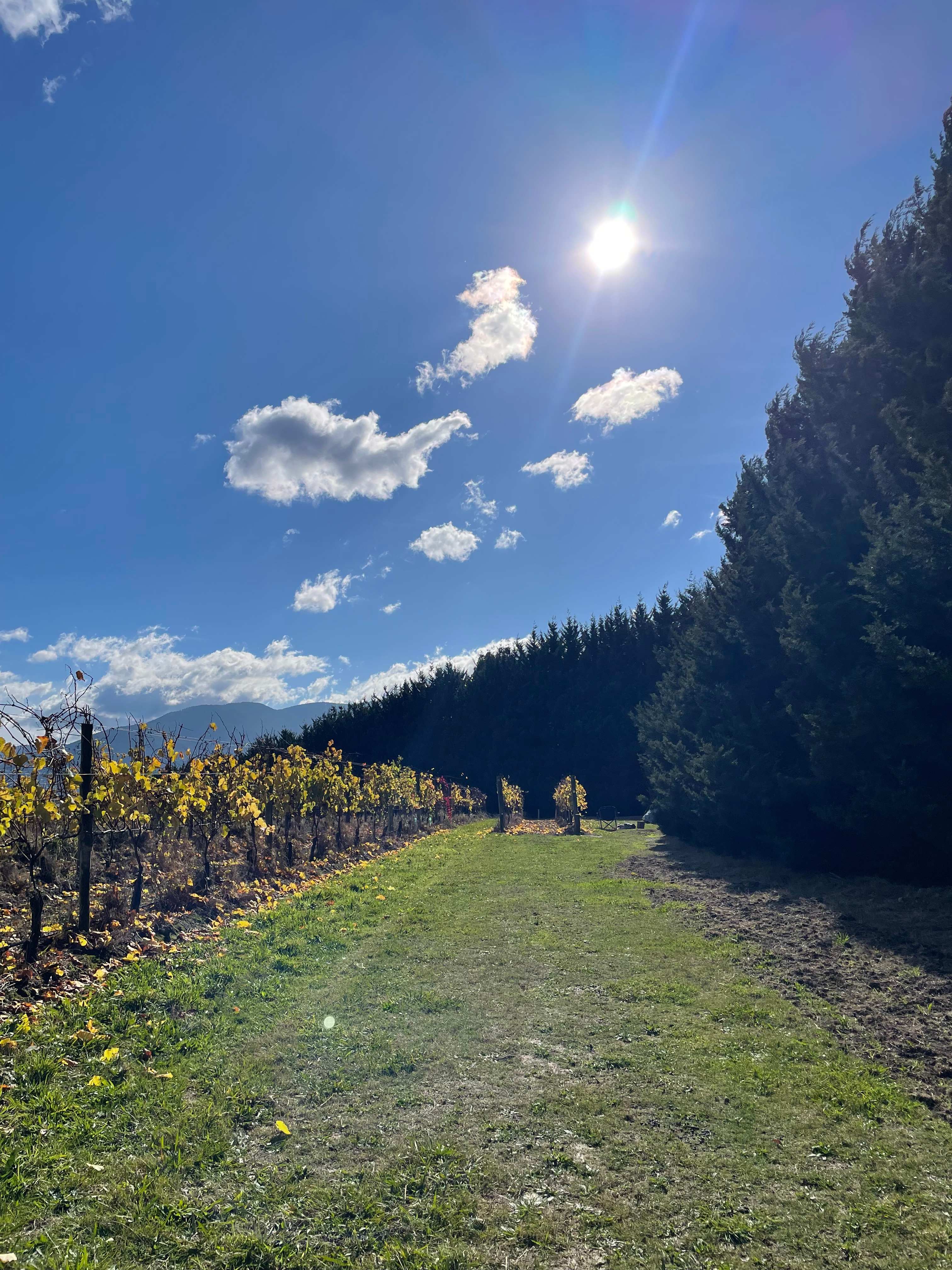 Summerhill Vineyard