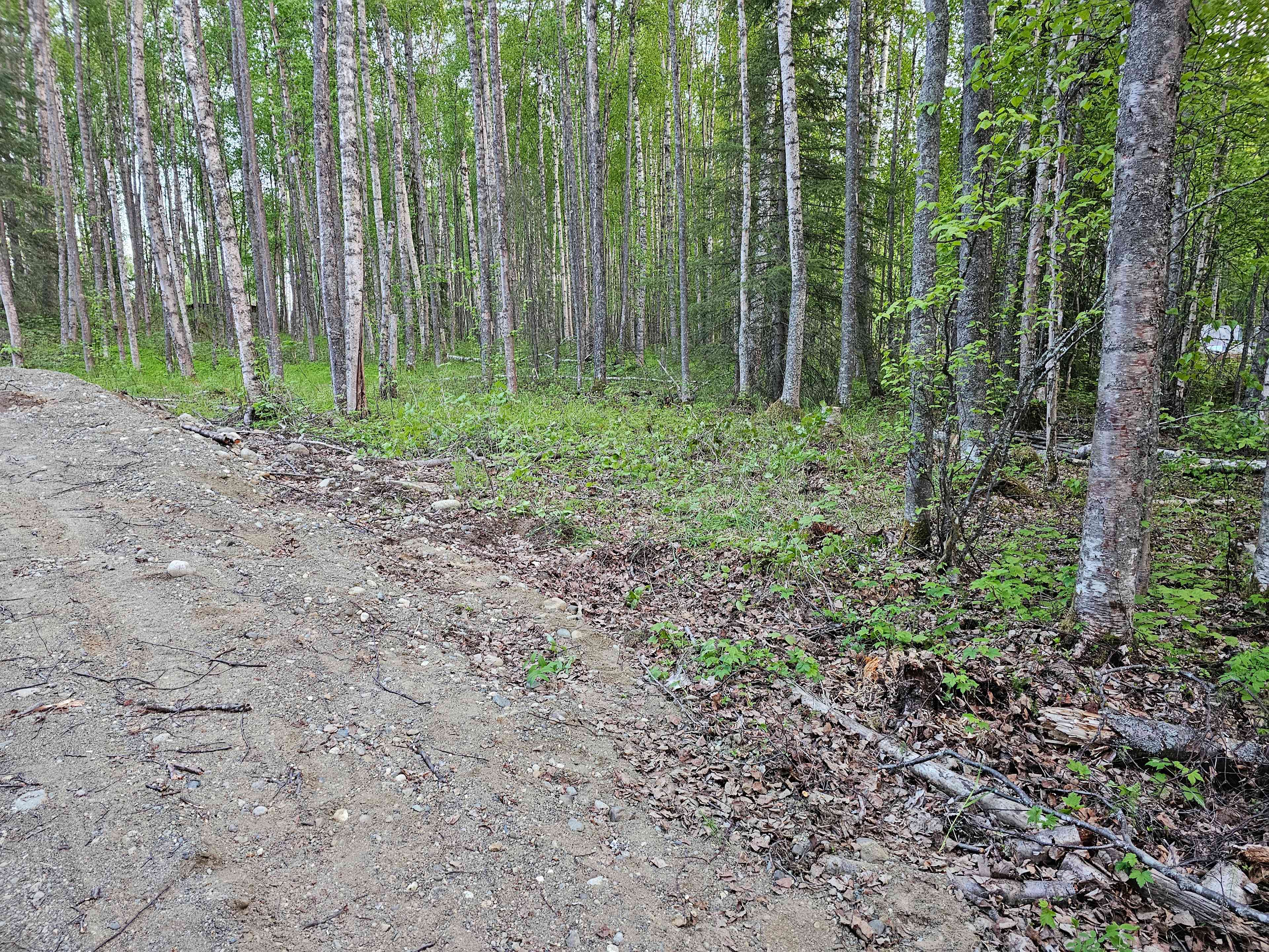 Birch Forest Lakes